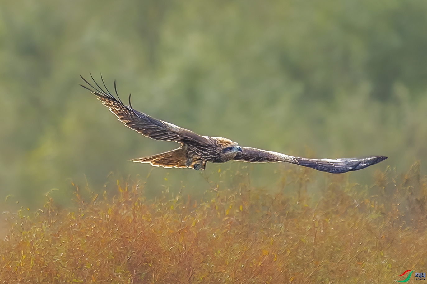 C09R3220 ����.jpg