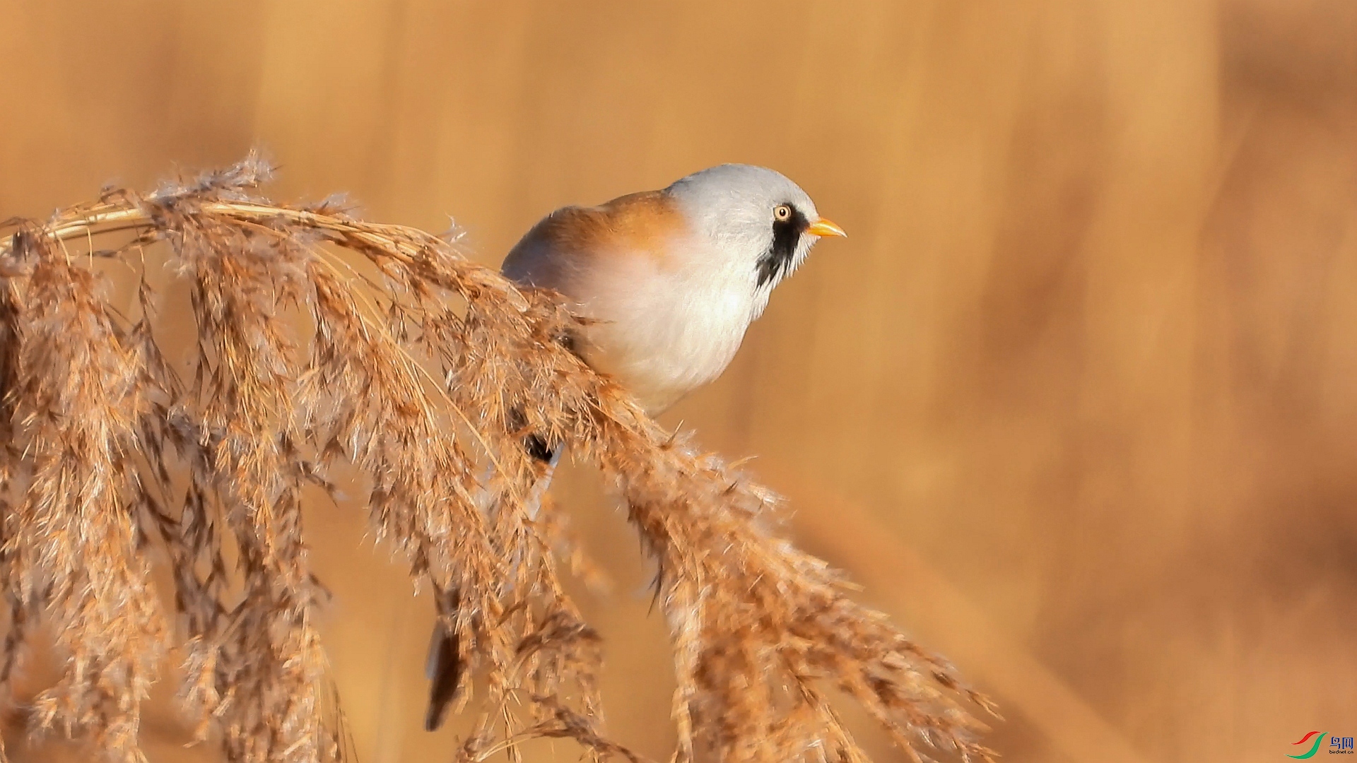 ����ȸ��ʳ