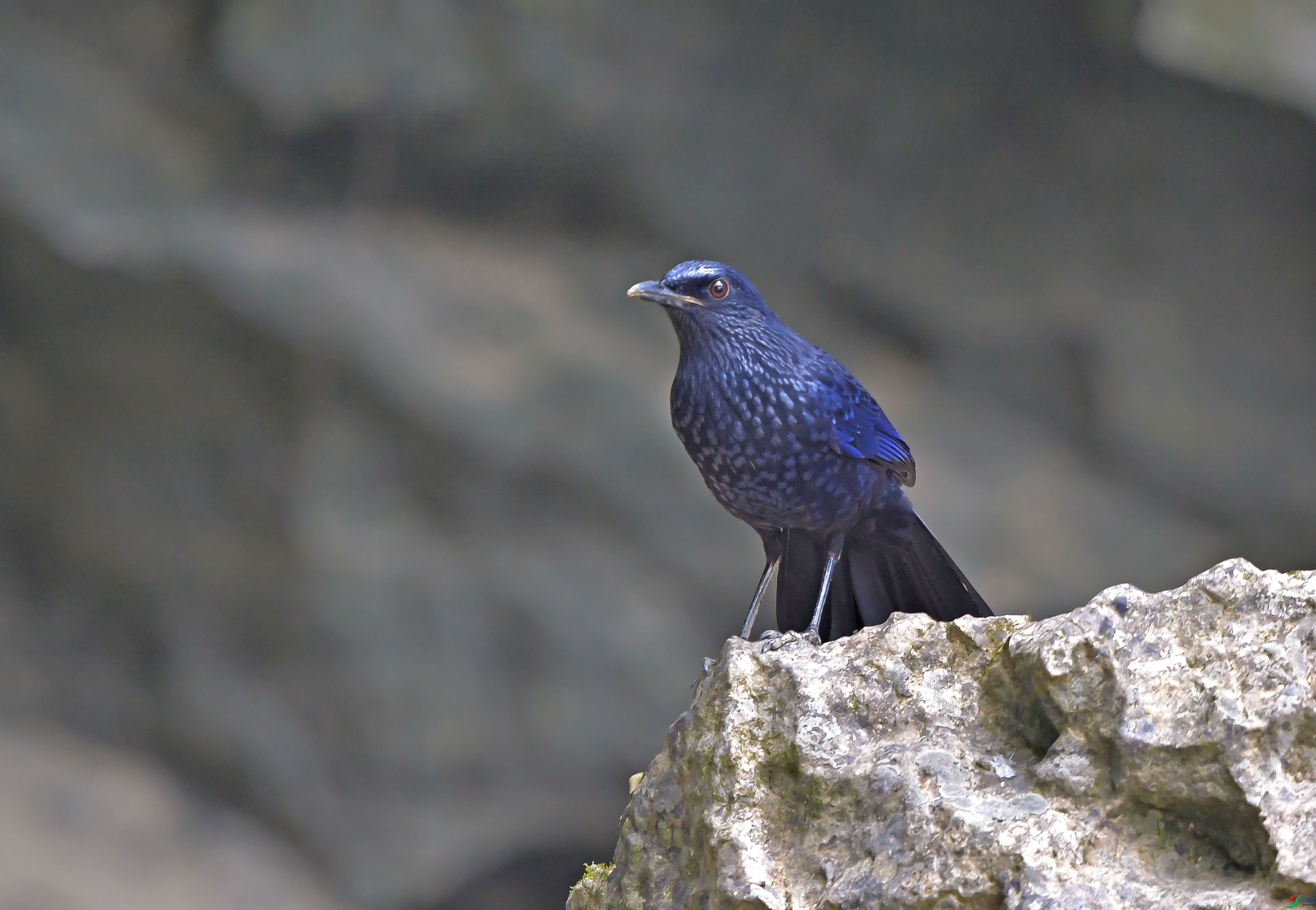 DSC_1065.JPG