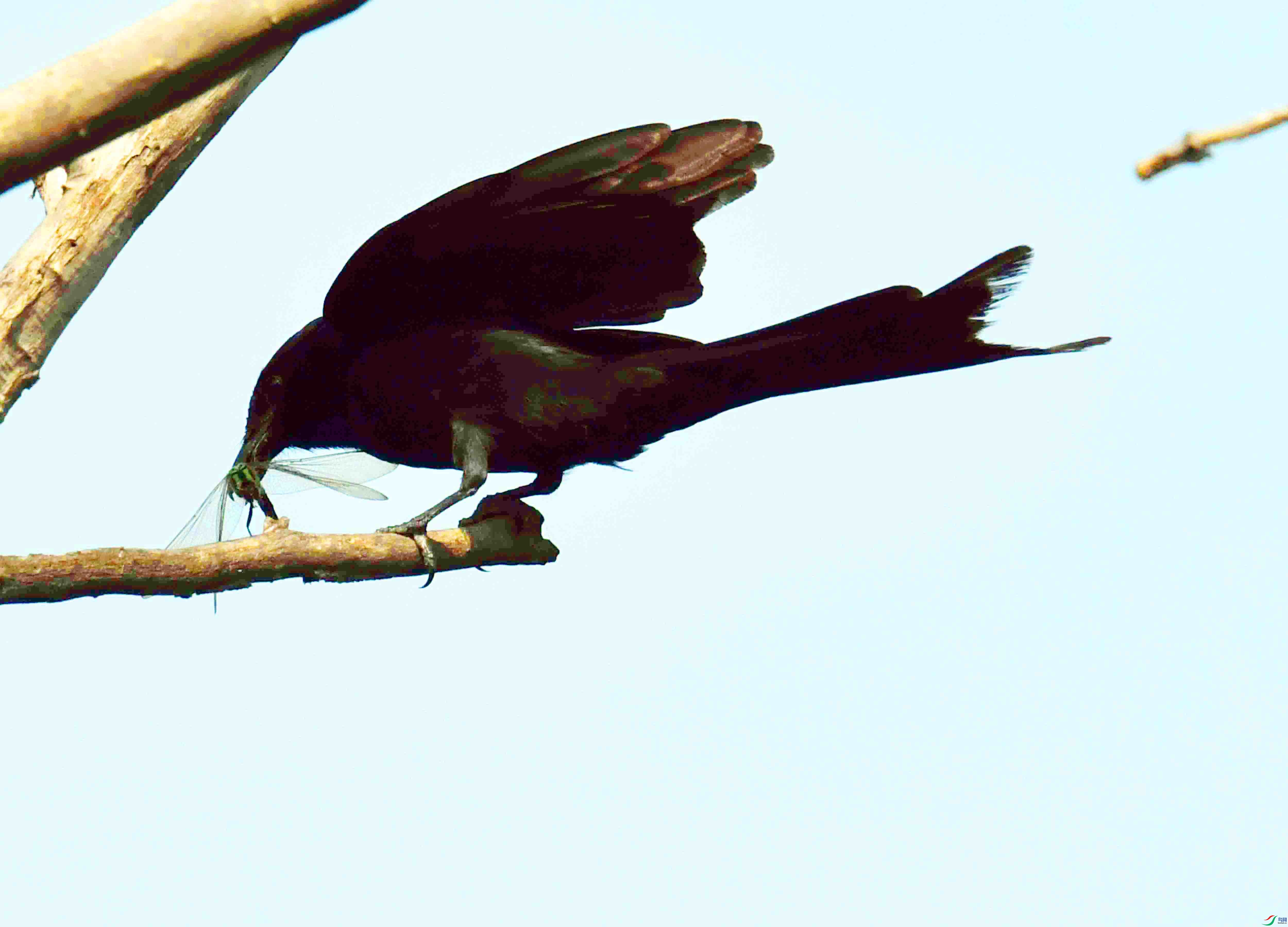 DSC_2158.JPG