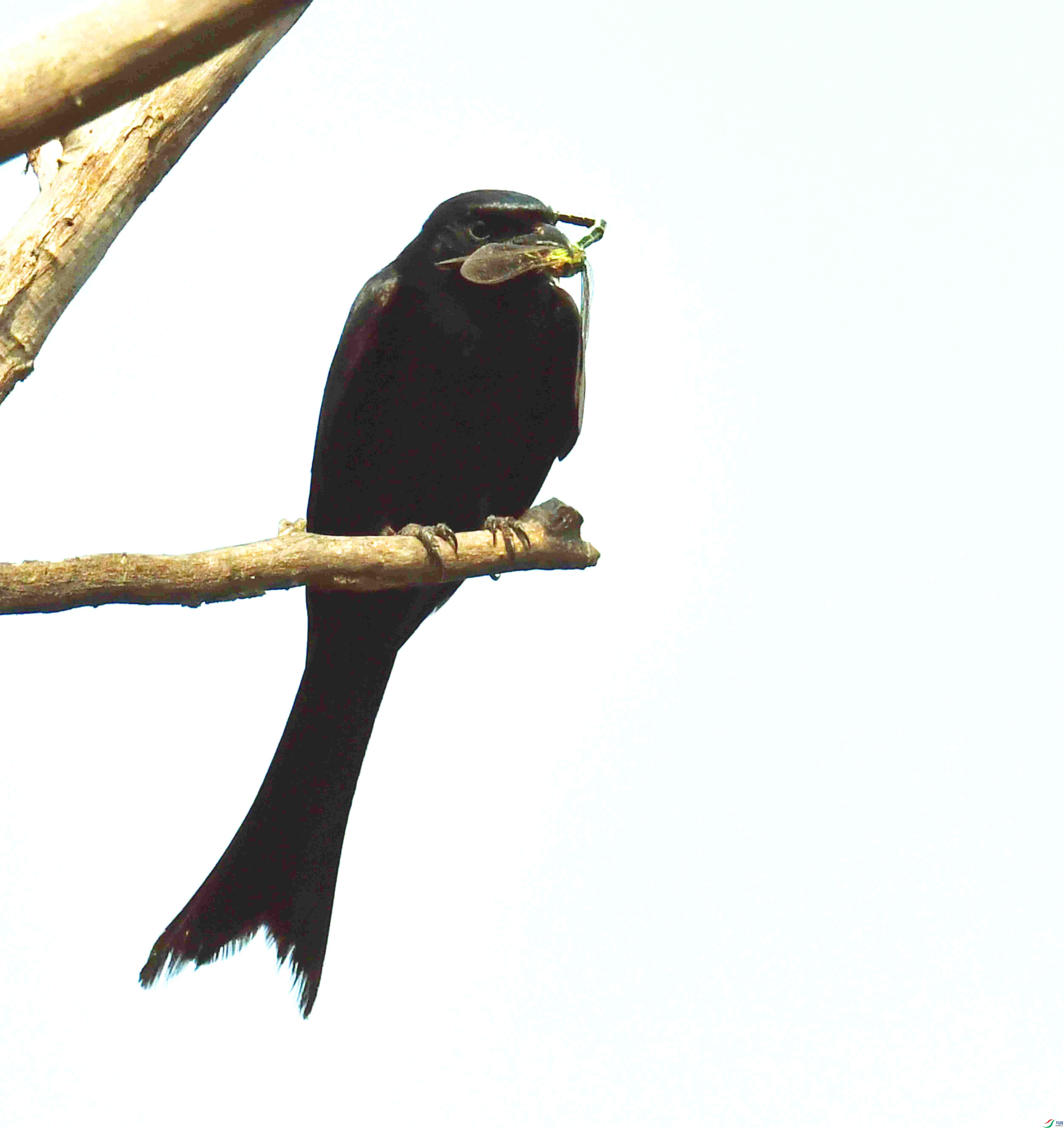 DSC_2168.JPG