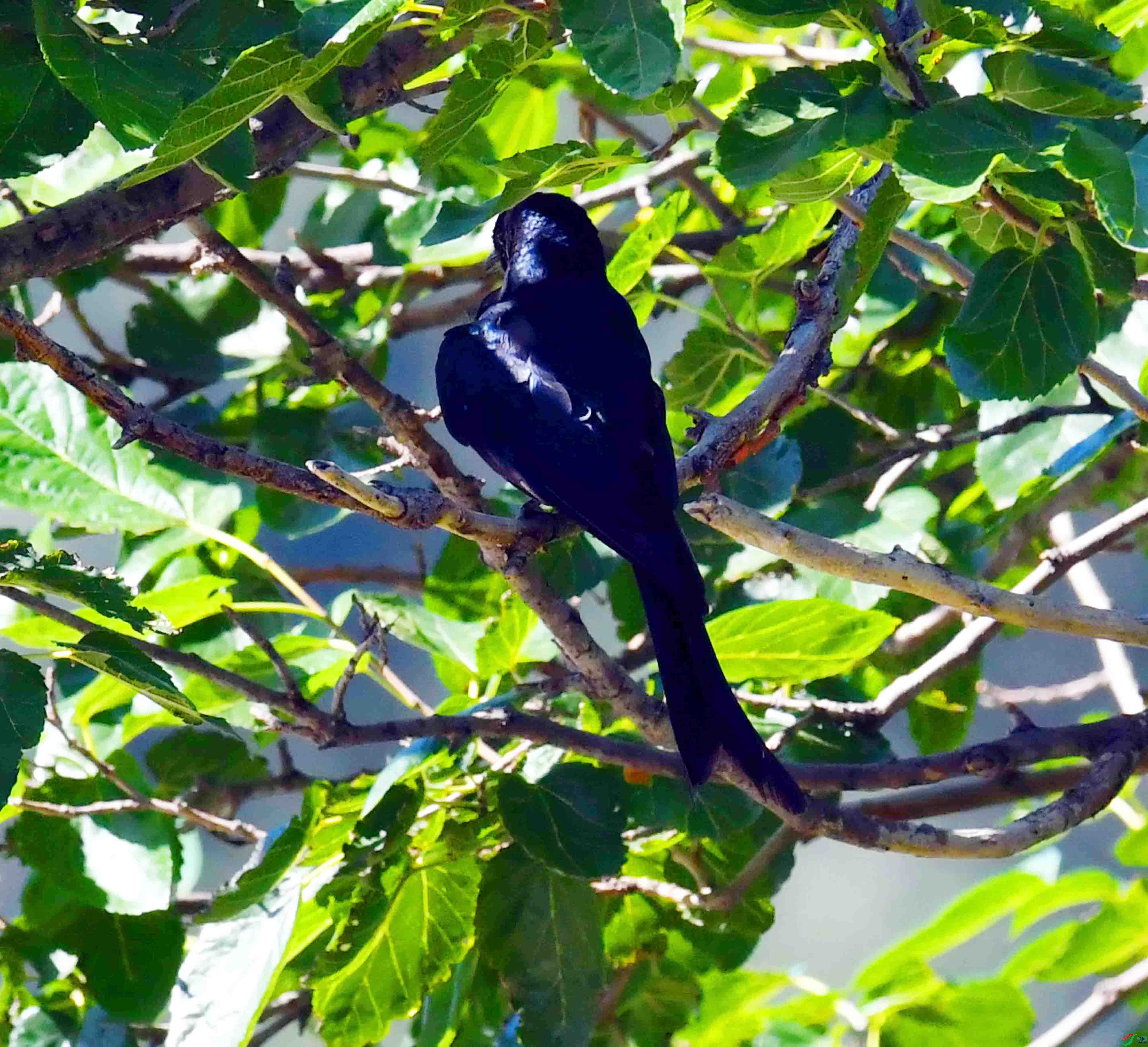 DSC_9658.JPG