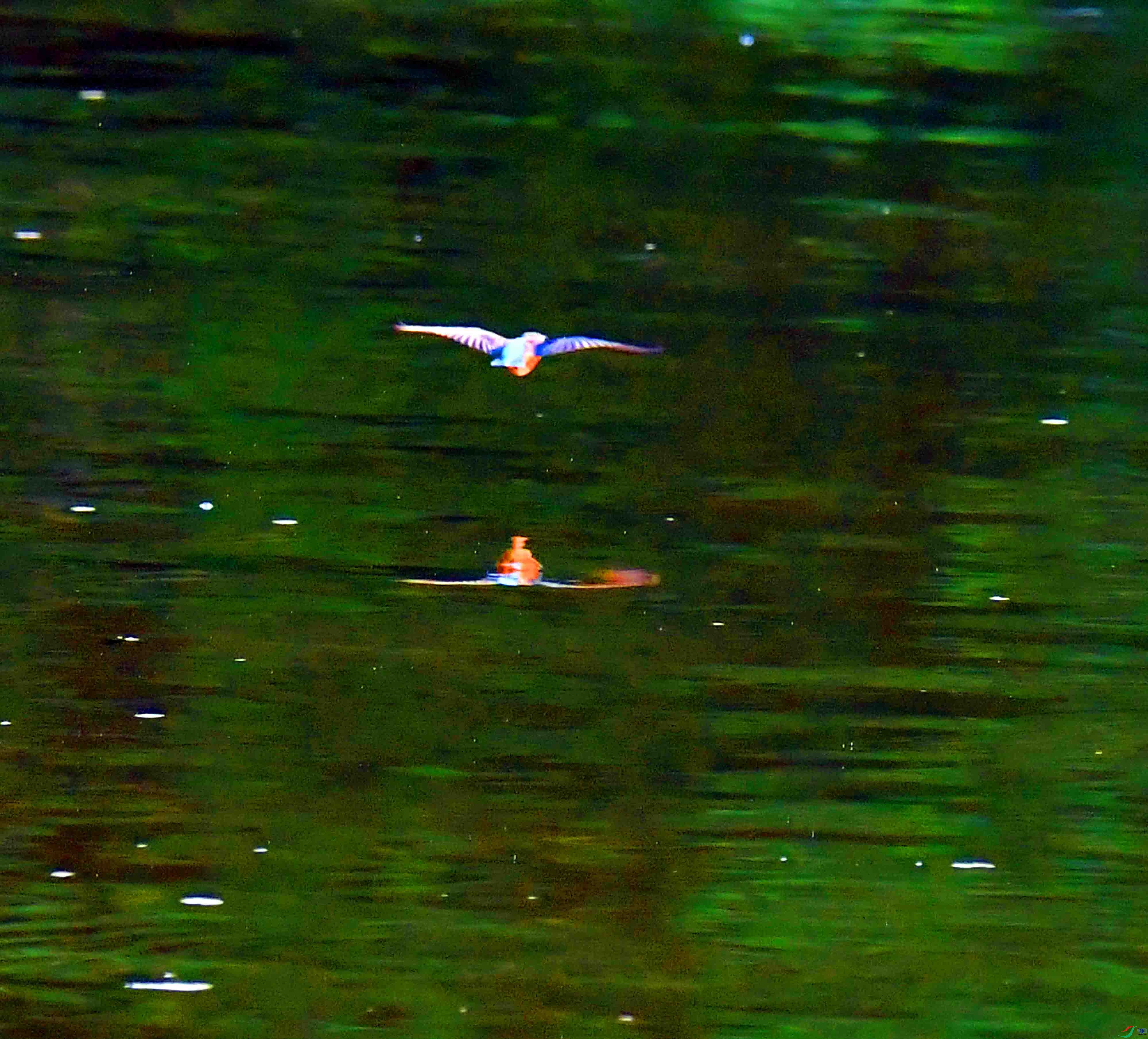 DSC_0154.JPG