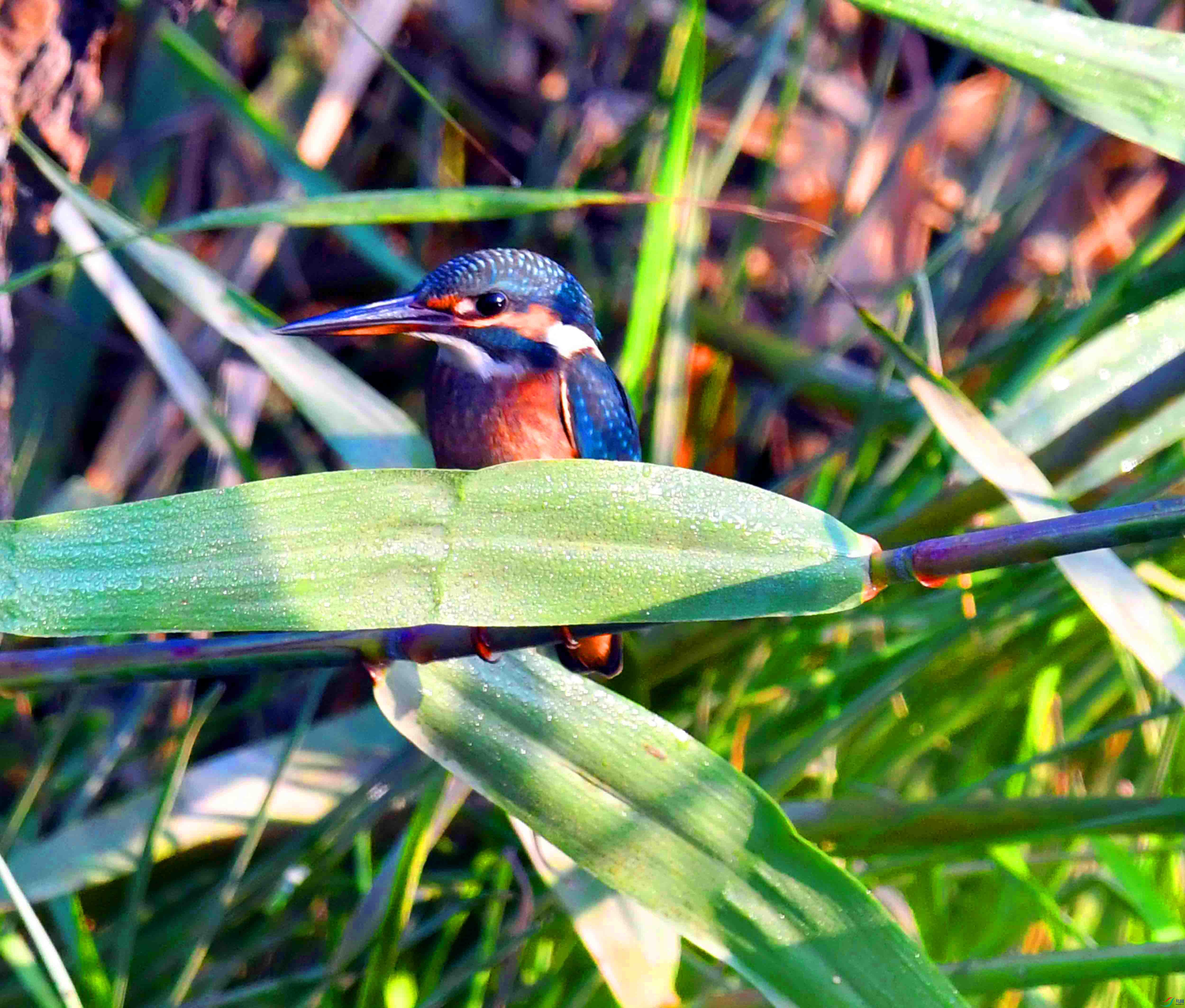 DSC_0109.JPG