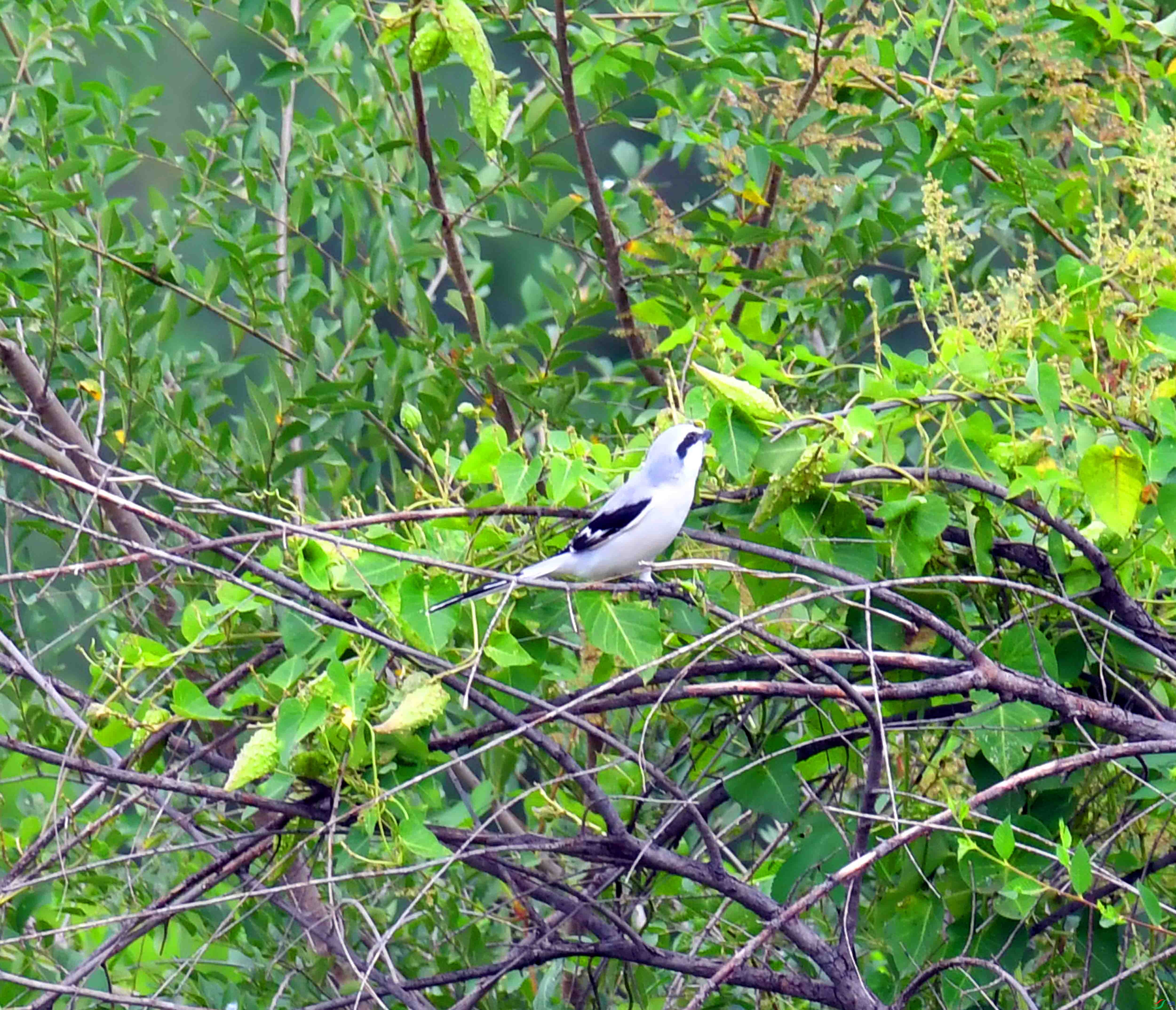 DSC_5275.JPG