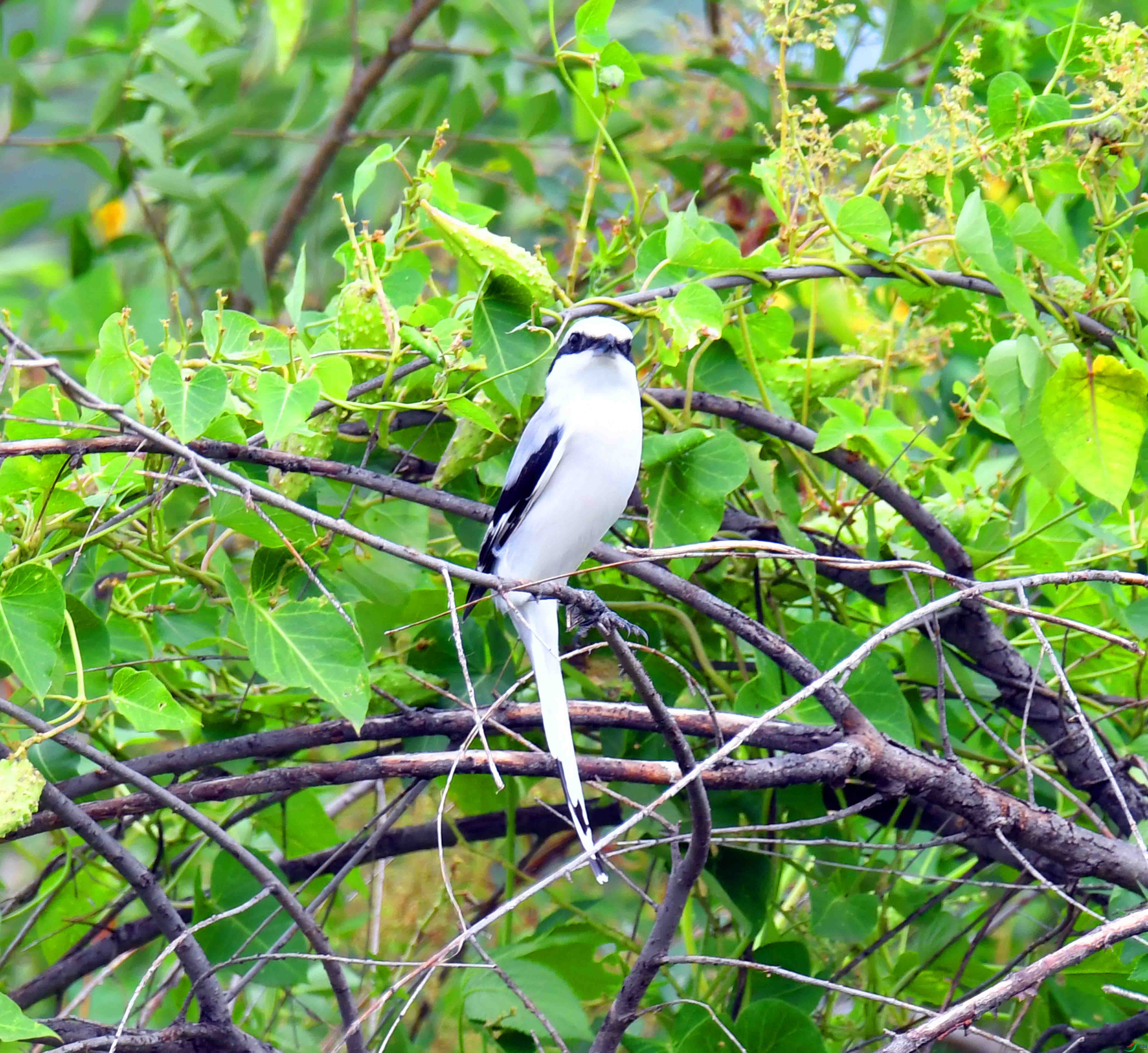 DSC_5278.JPG