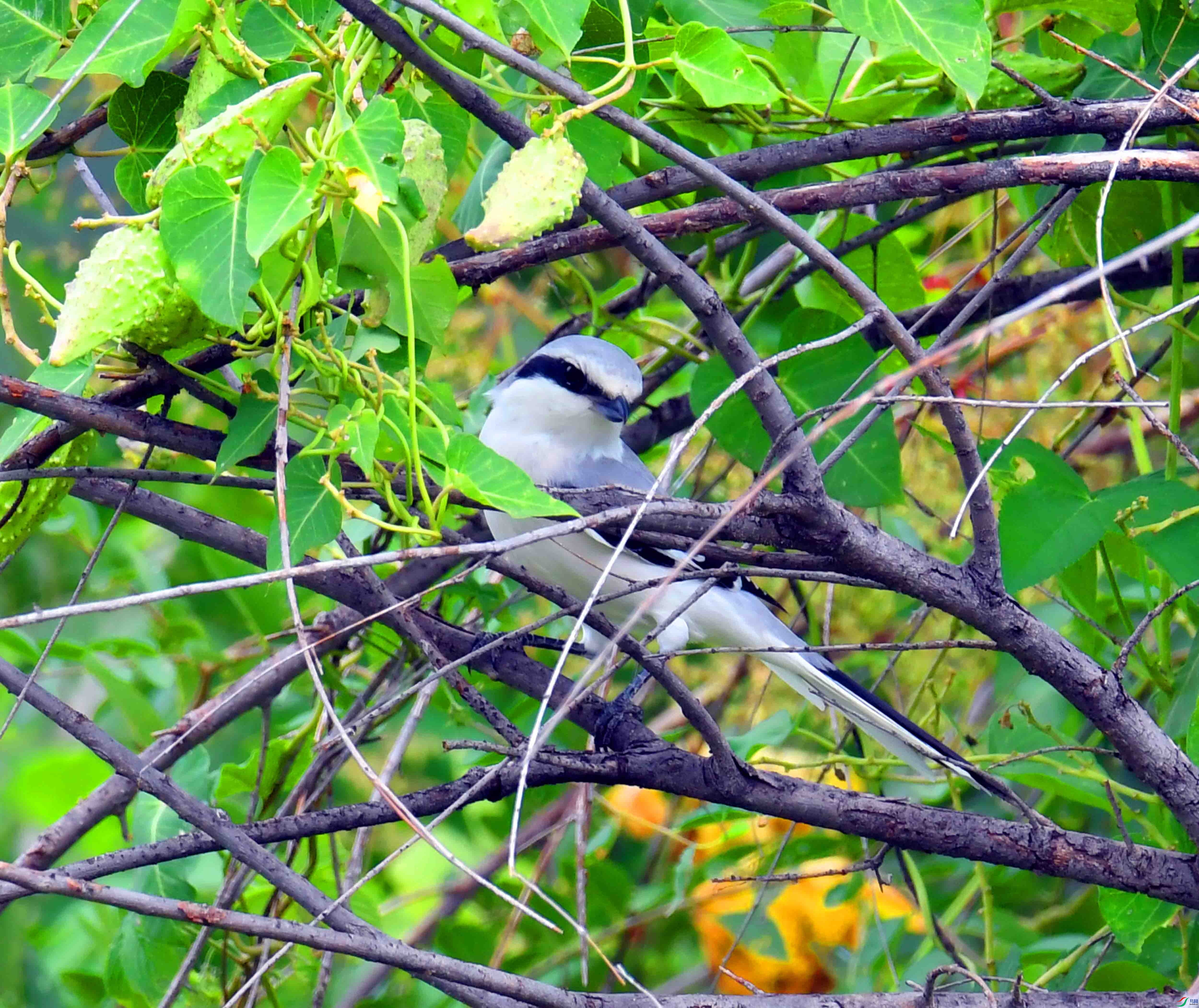 DSC_5285.JPG