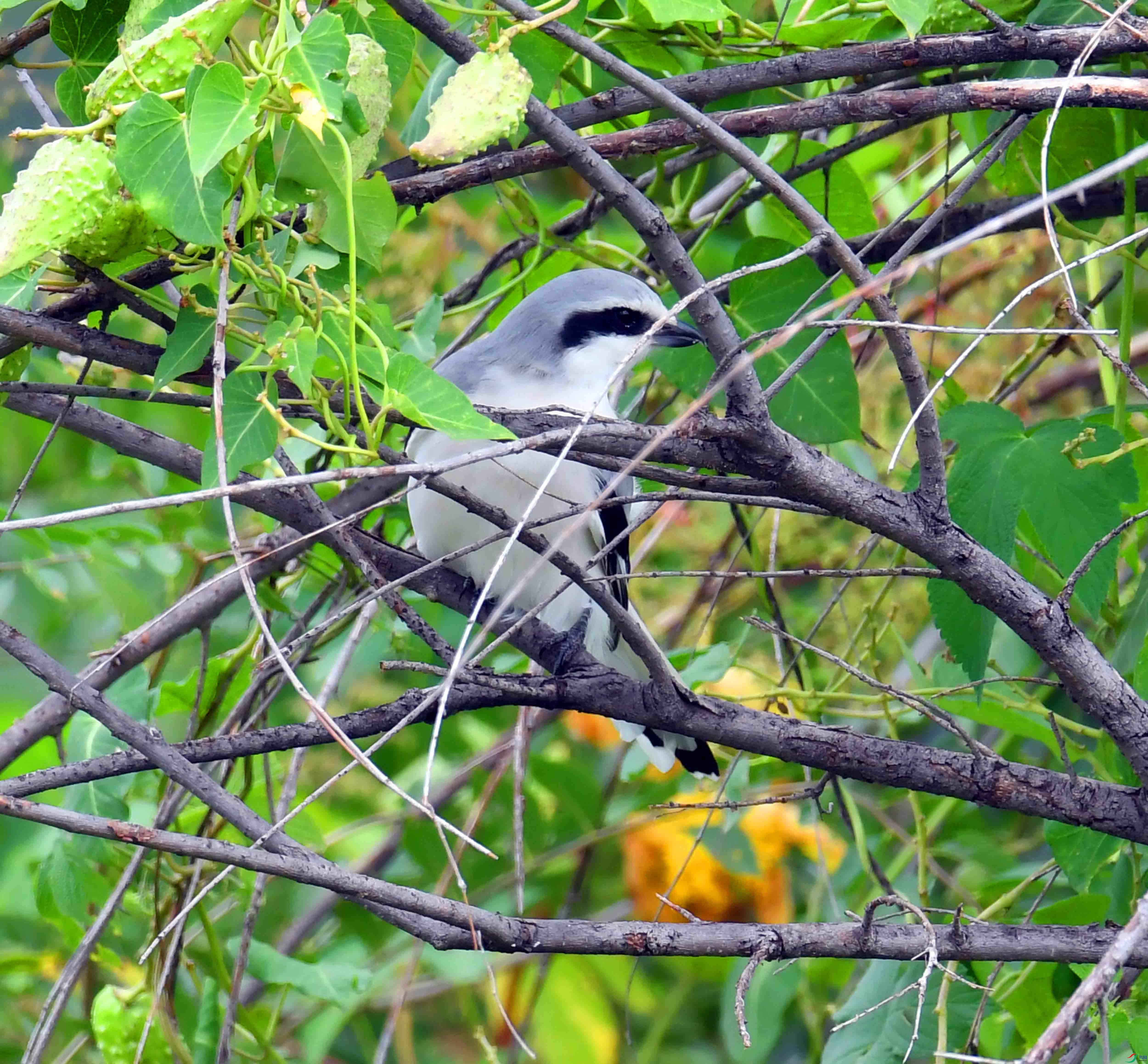DSC_5287.JPG