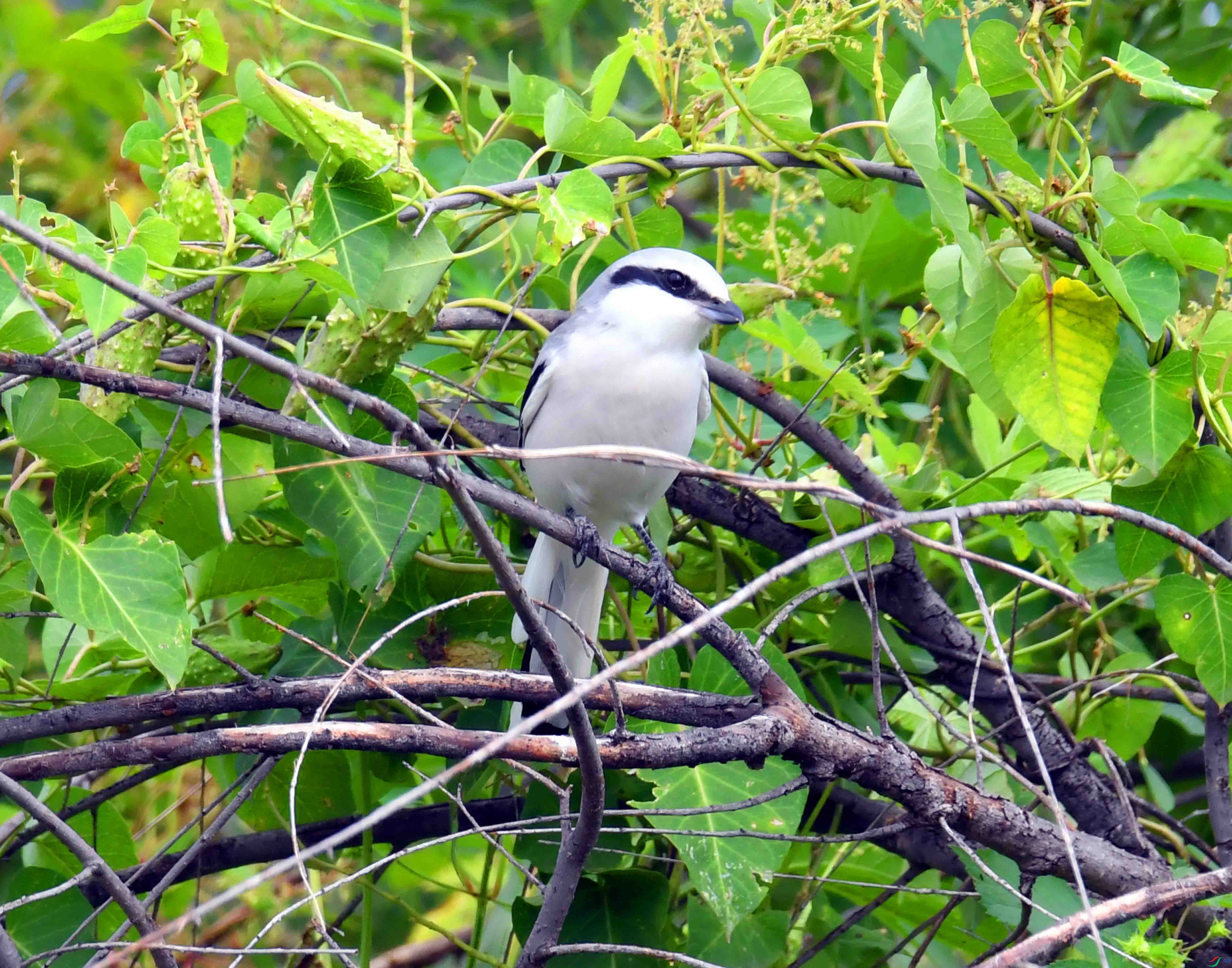 DSC_5316.JPG