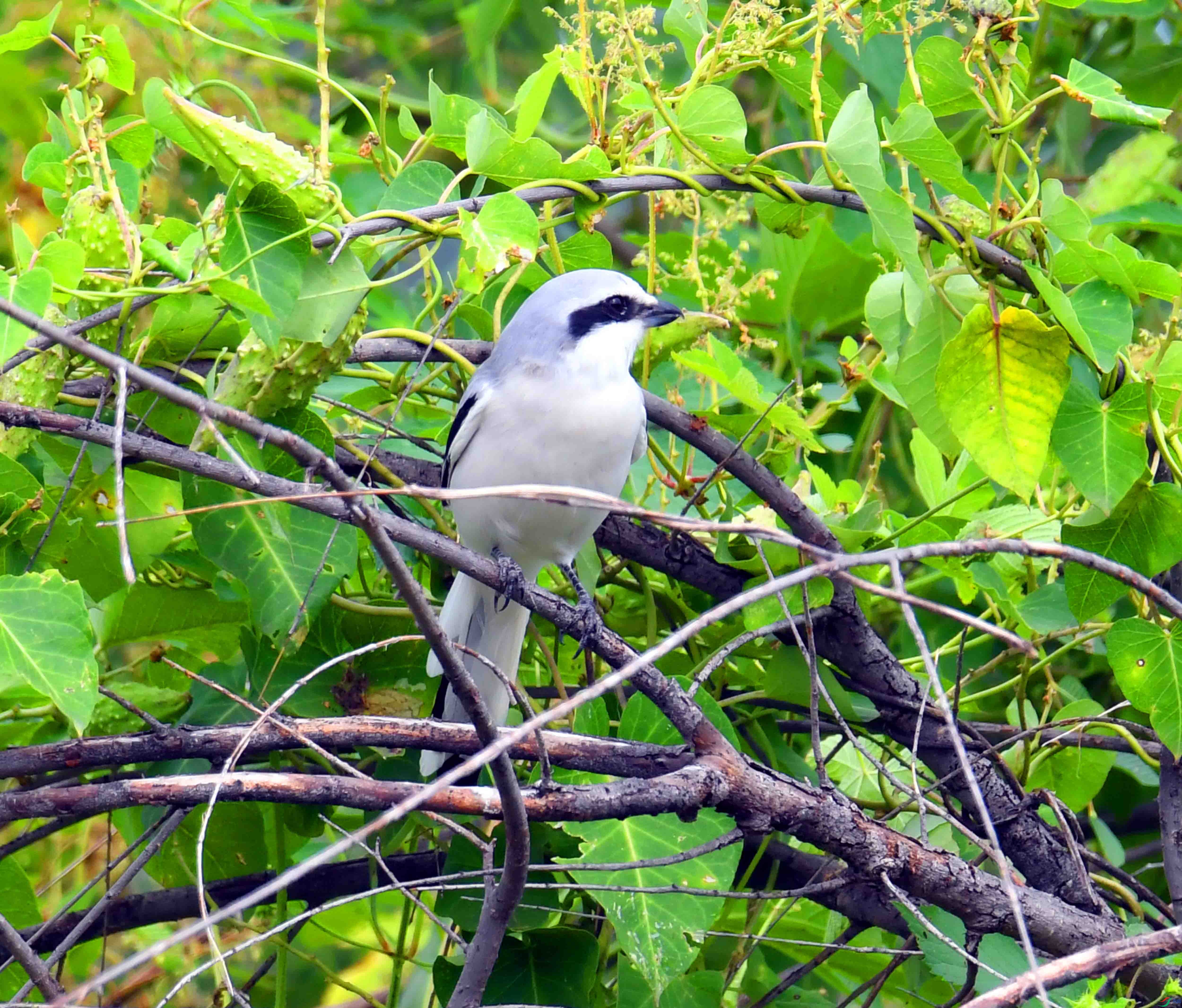 DSC_5318.JPG