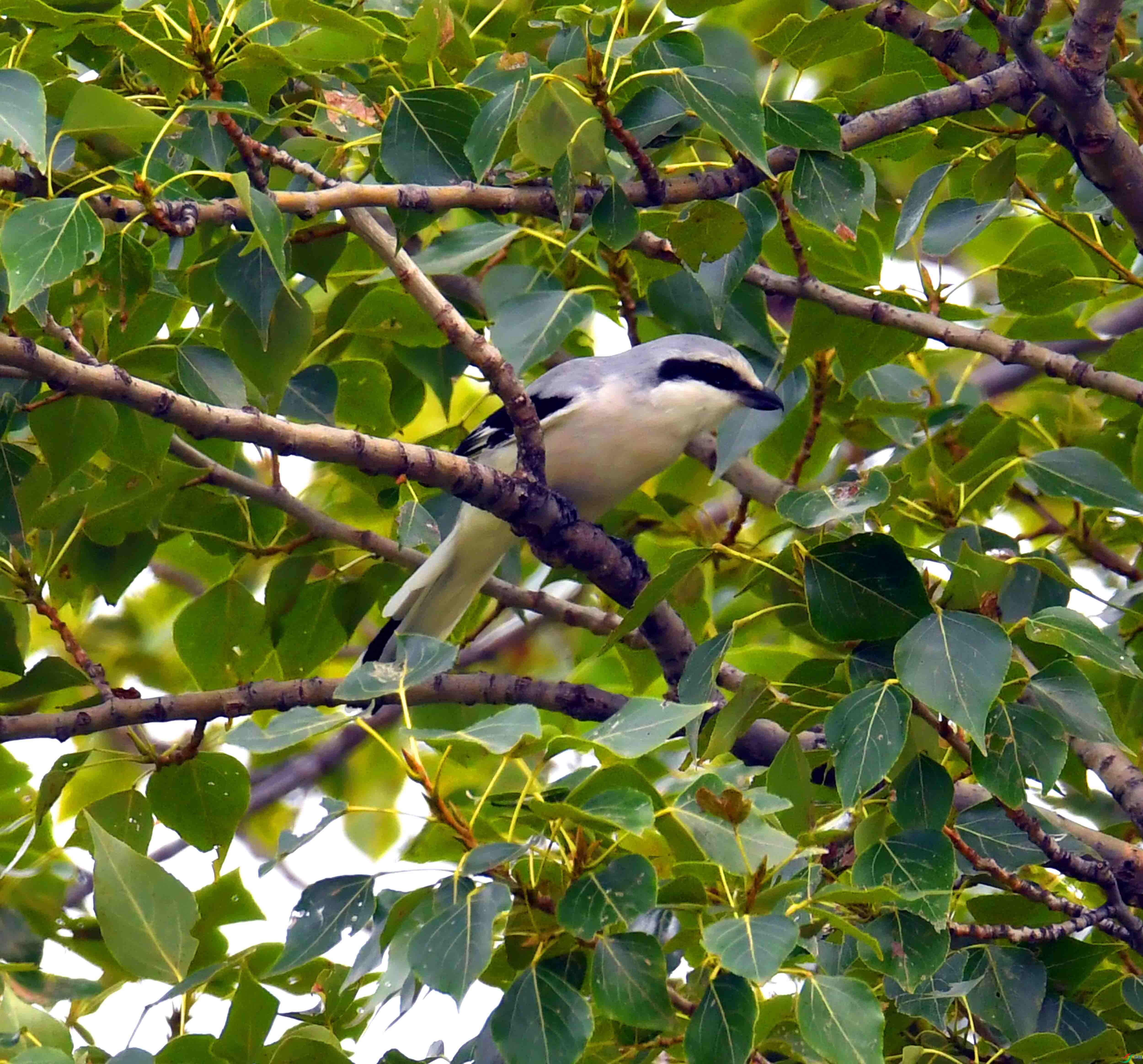 DSC_5336.JPG