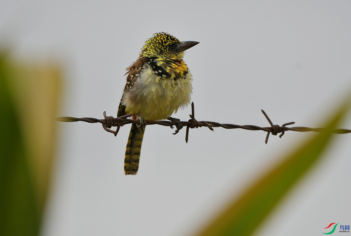 DSC_7146.JPG