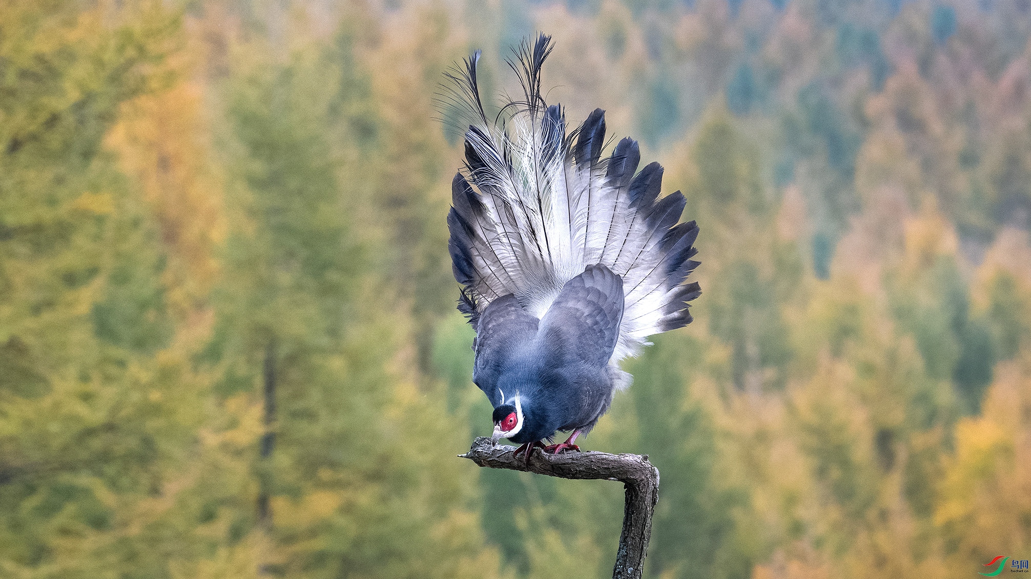 DSC_0276 ����v ����x ����.jpg