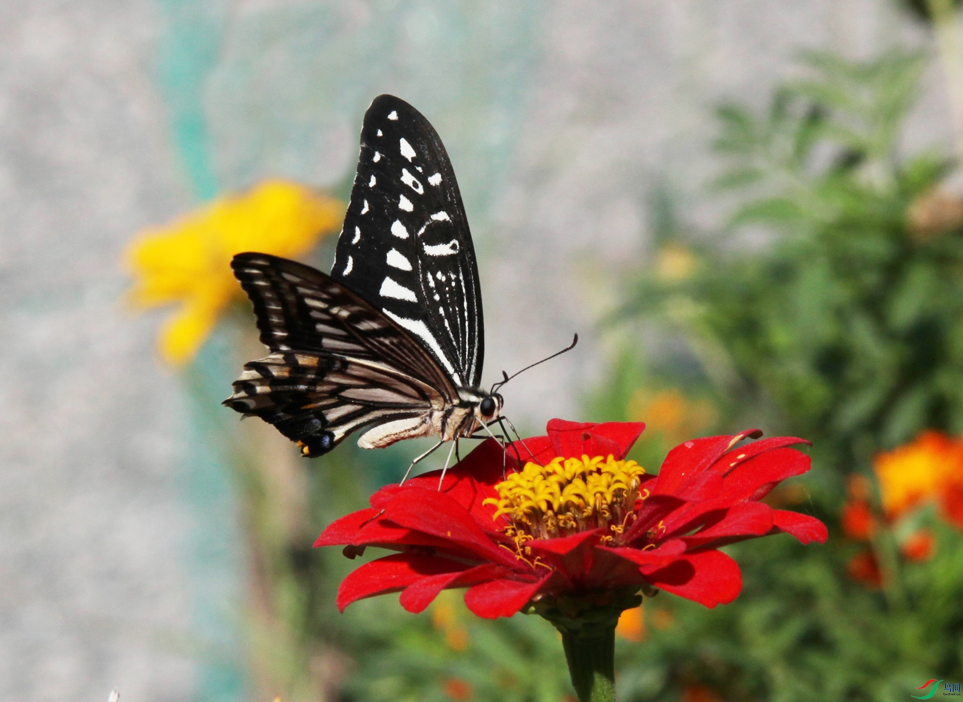 IMG_3326a.jpg