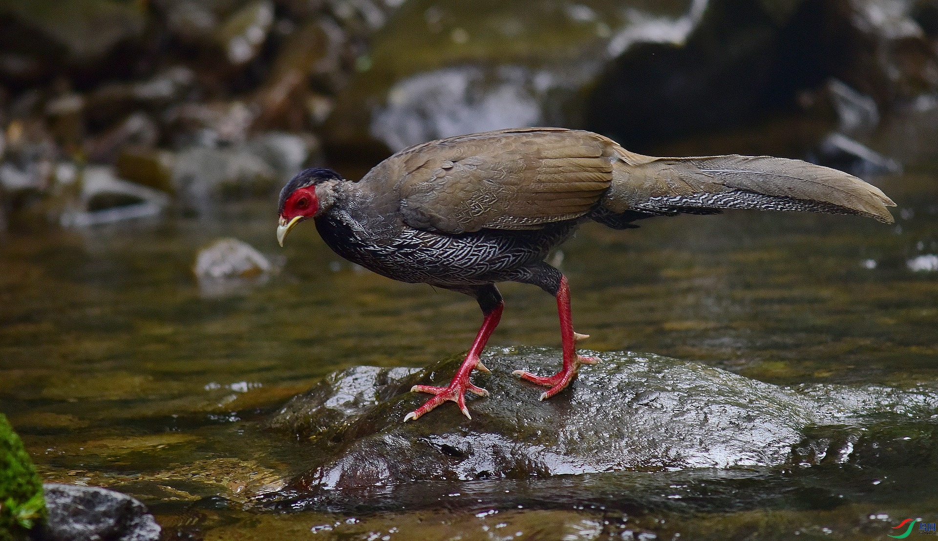 D8I_8960.jpg