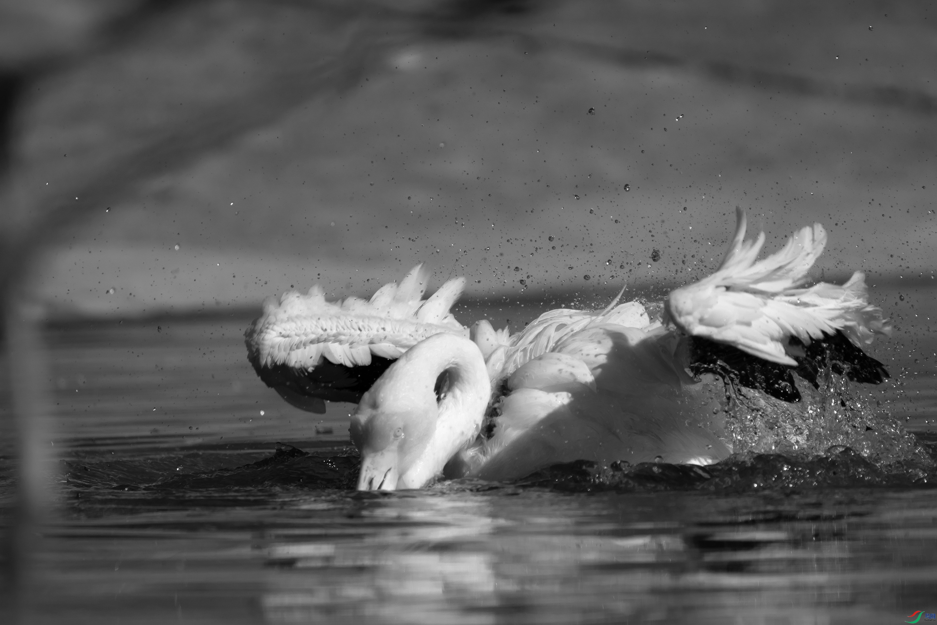 DSC02648 ����.jpg