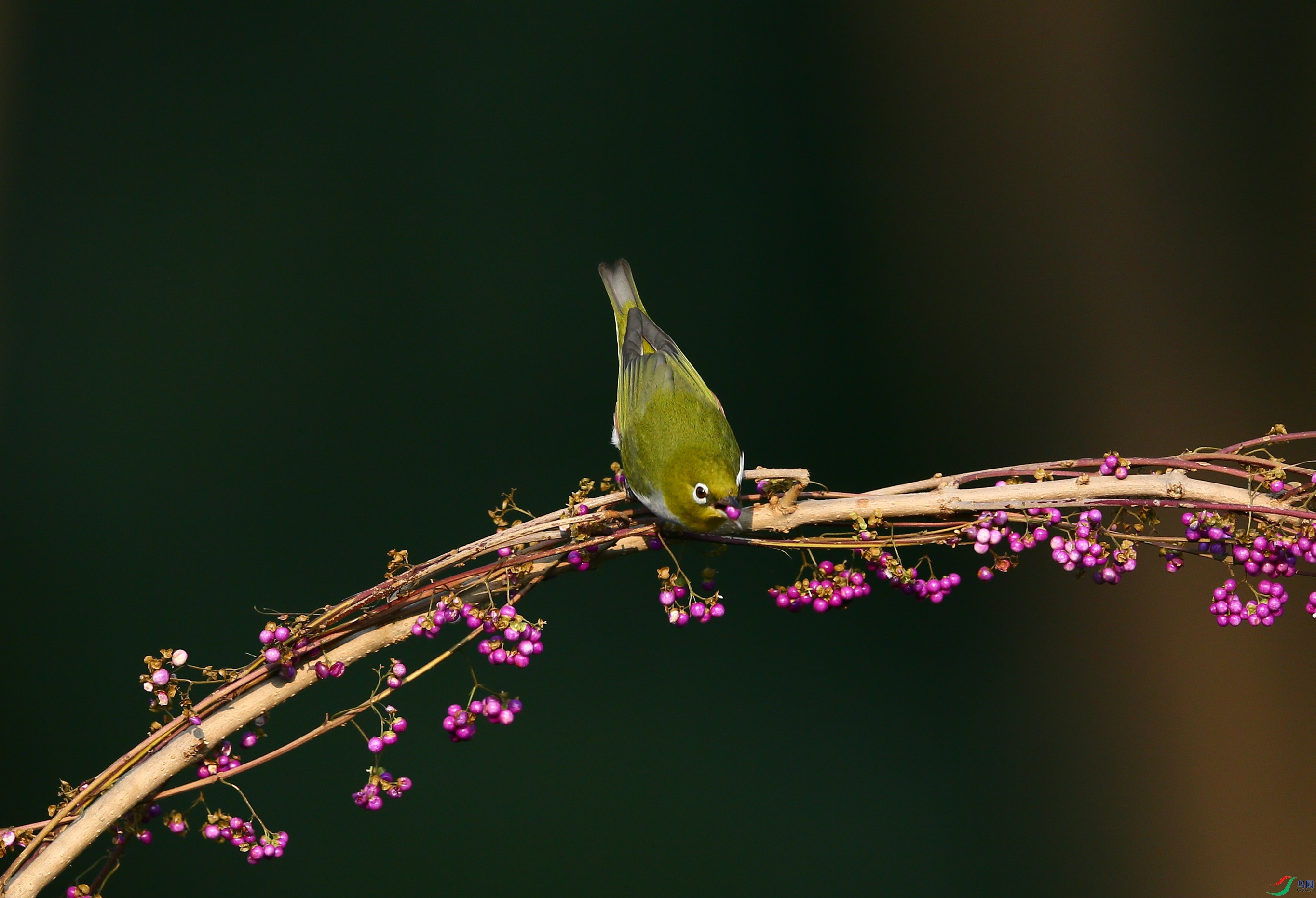 ��Э������ (1).JPG