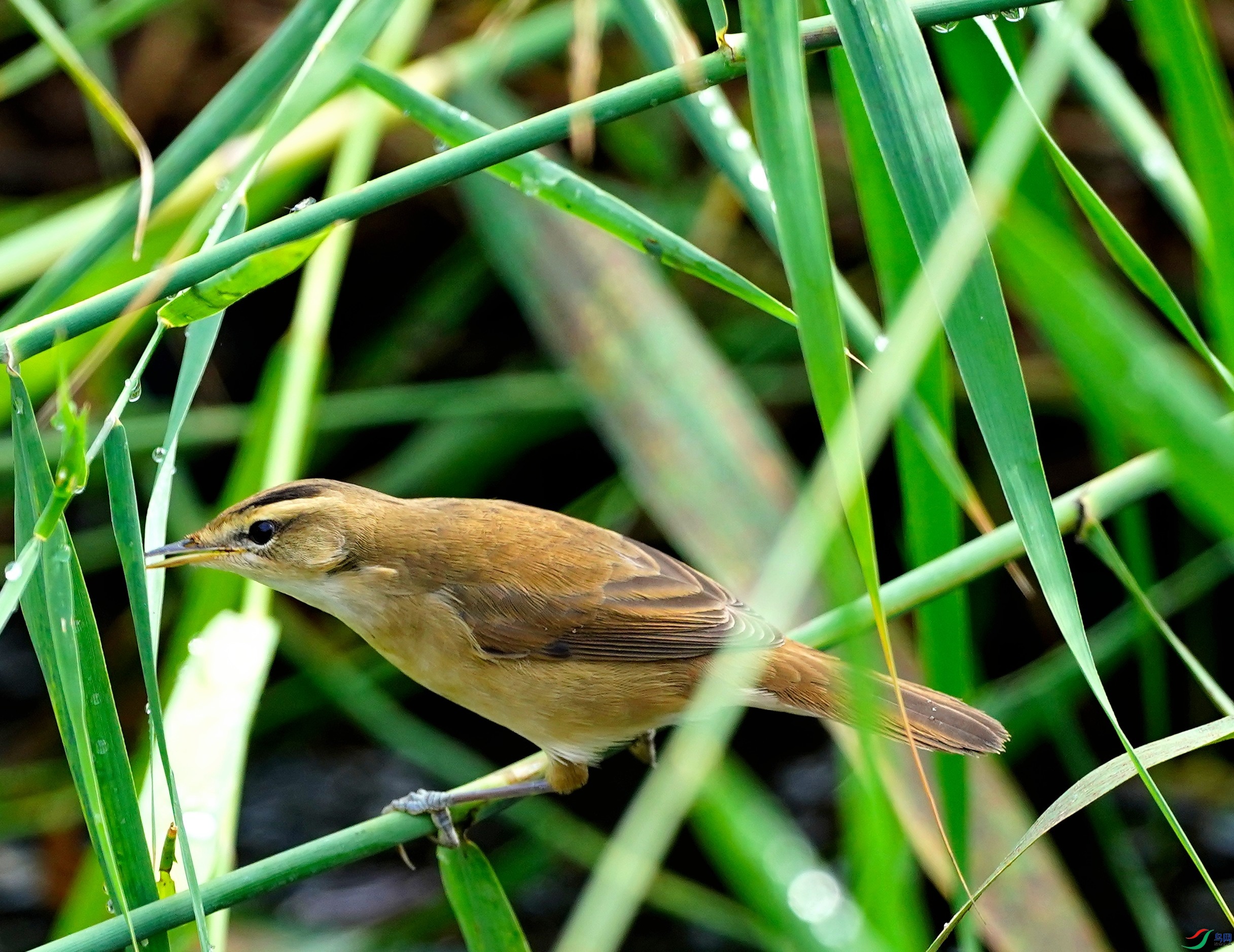 DSC03550.JPG