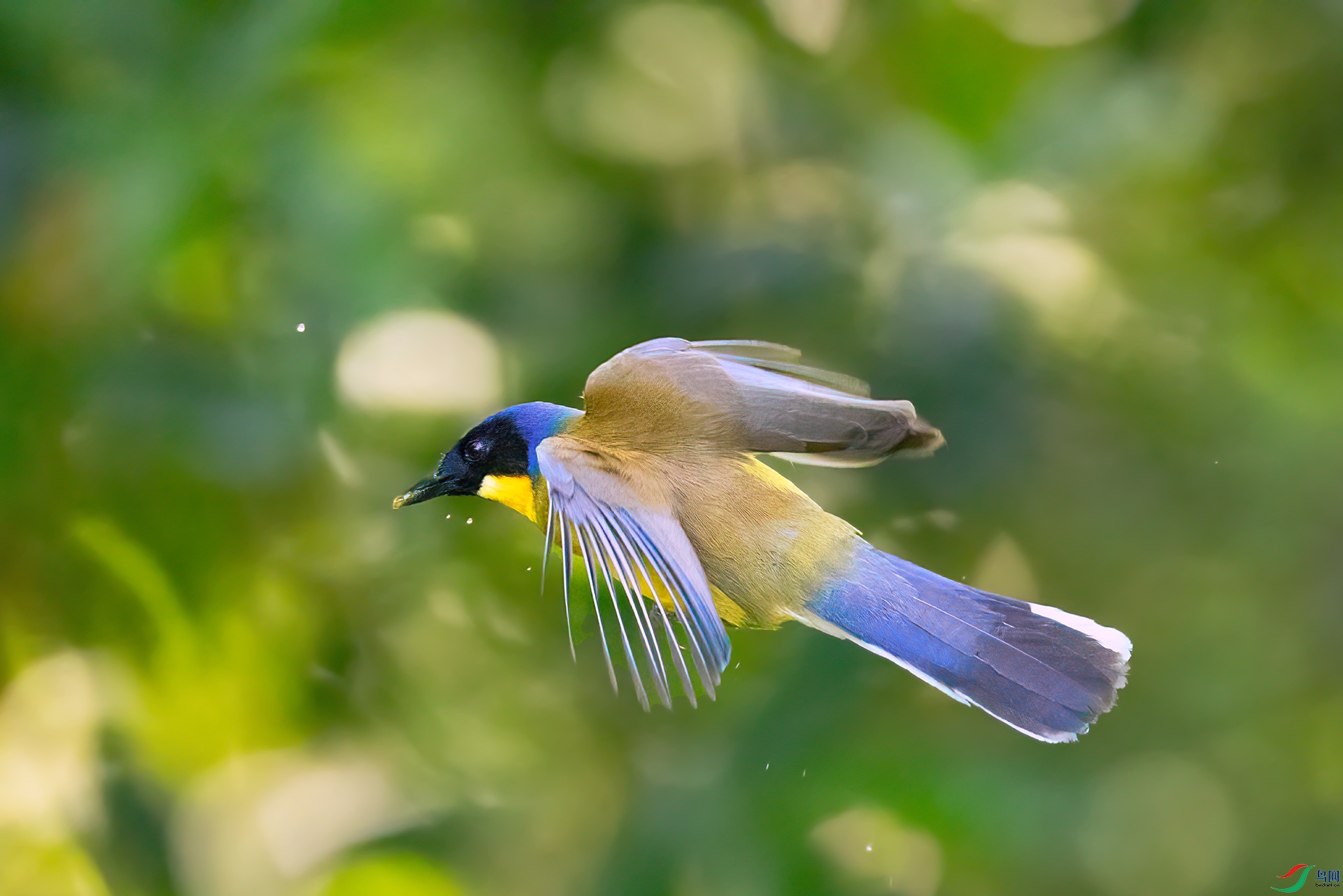 407A2521 ����-Sh---1 .jpg