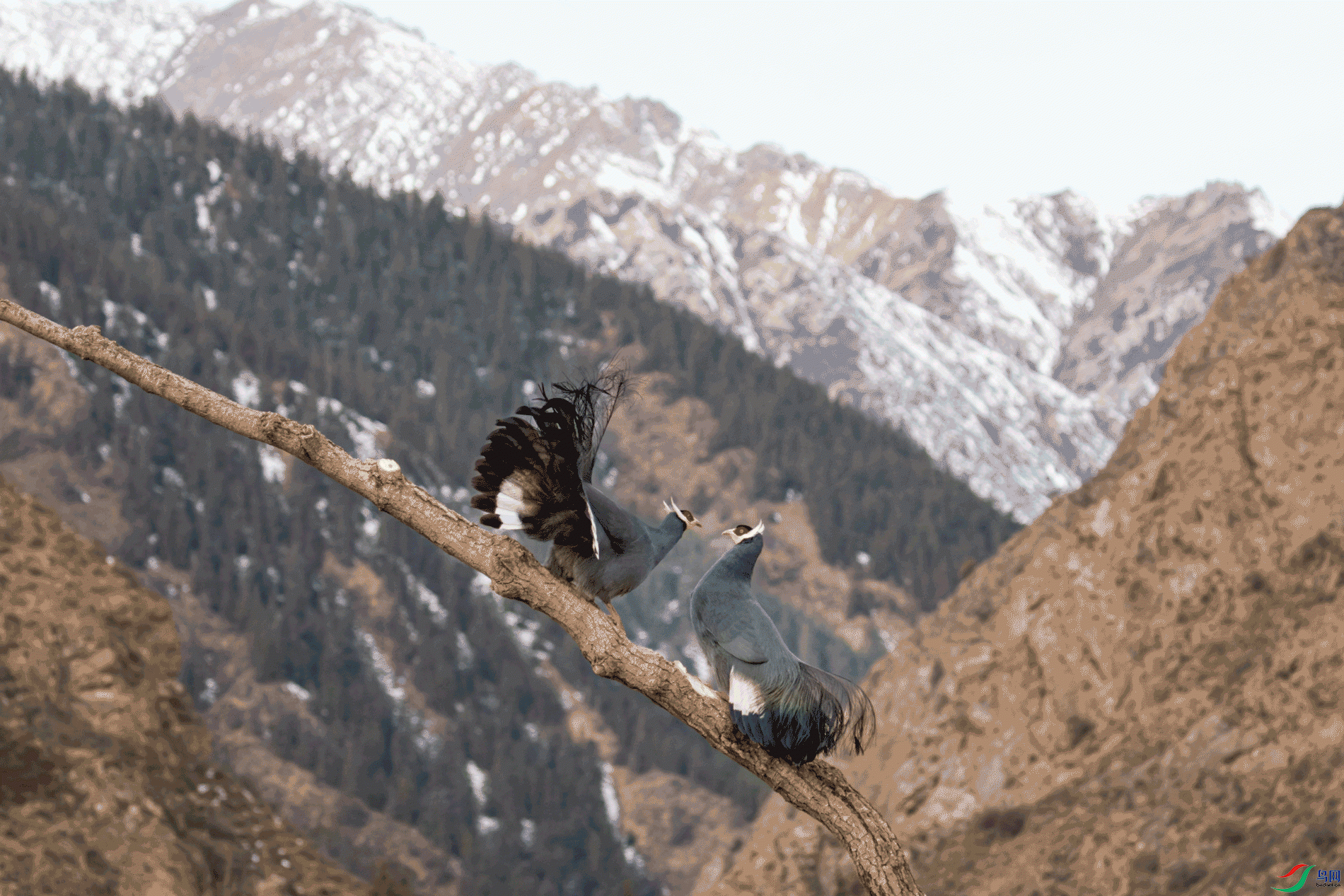 _00A4453-CR2_DxO_DeepPRIME.gif
