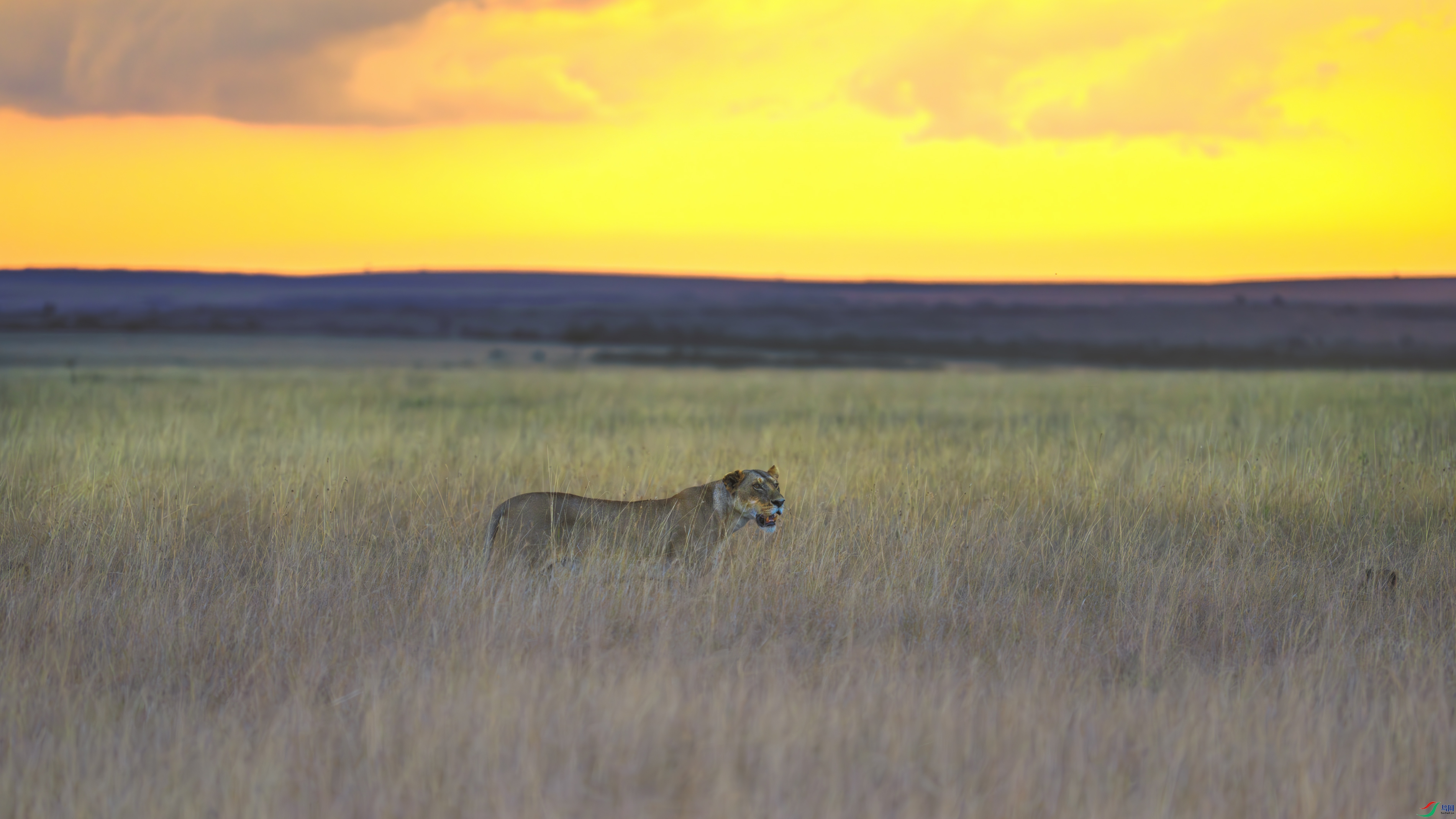 _DSC3912-����ǿ-NR1 ����.jpg