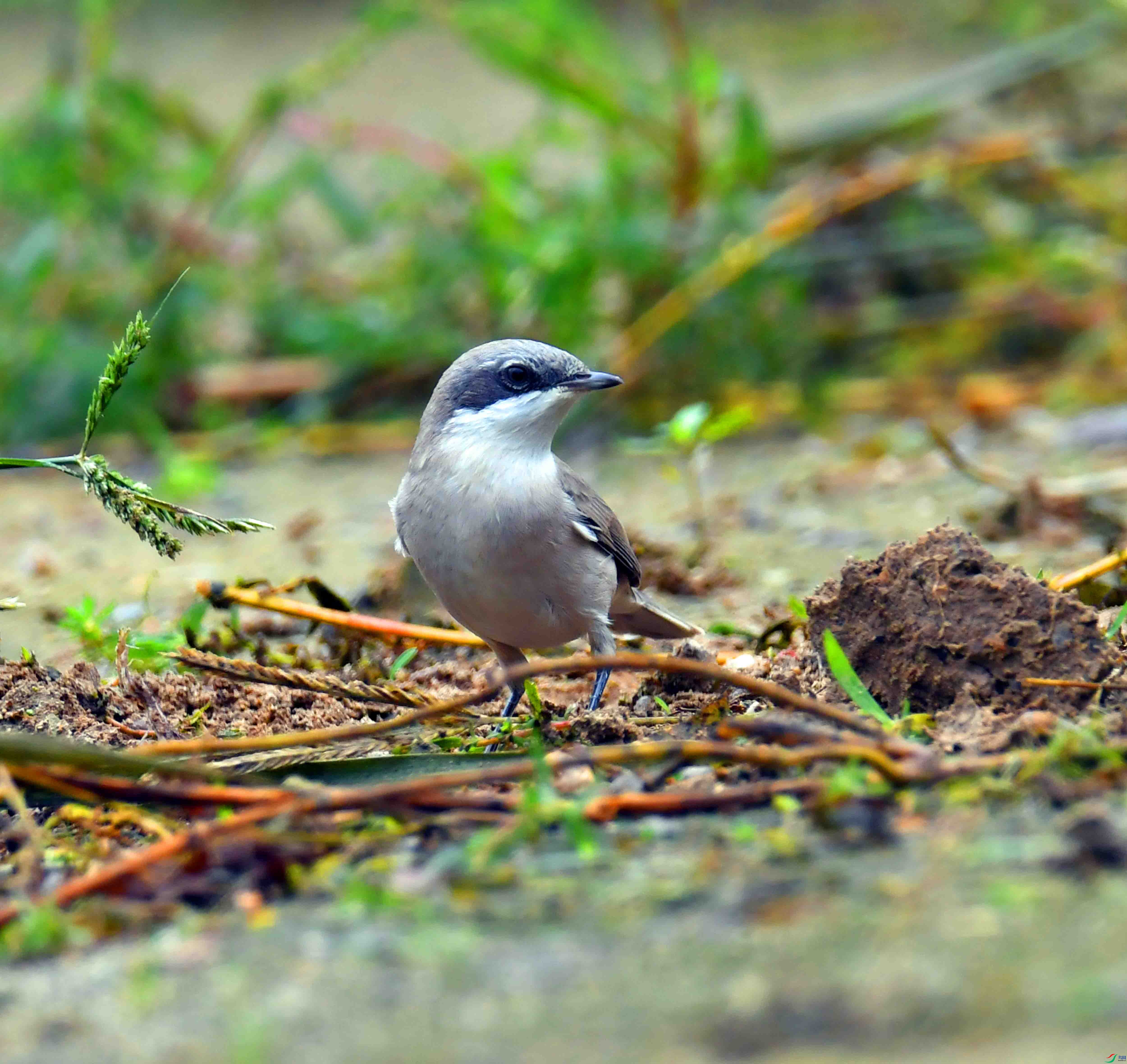 DSC_6998.JPG