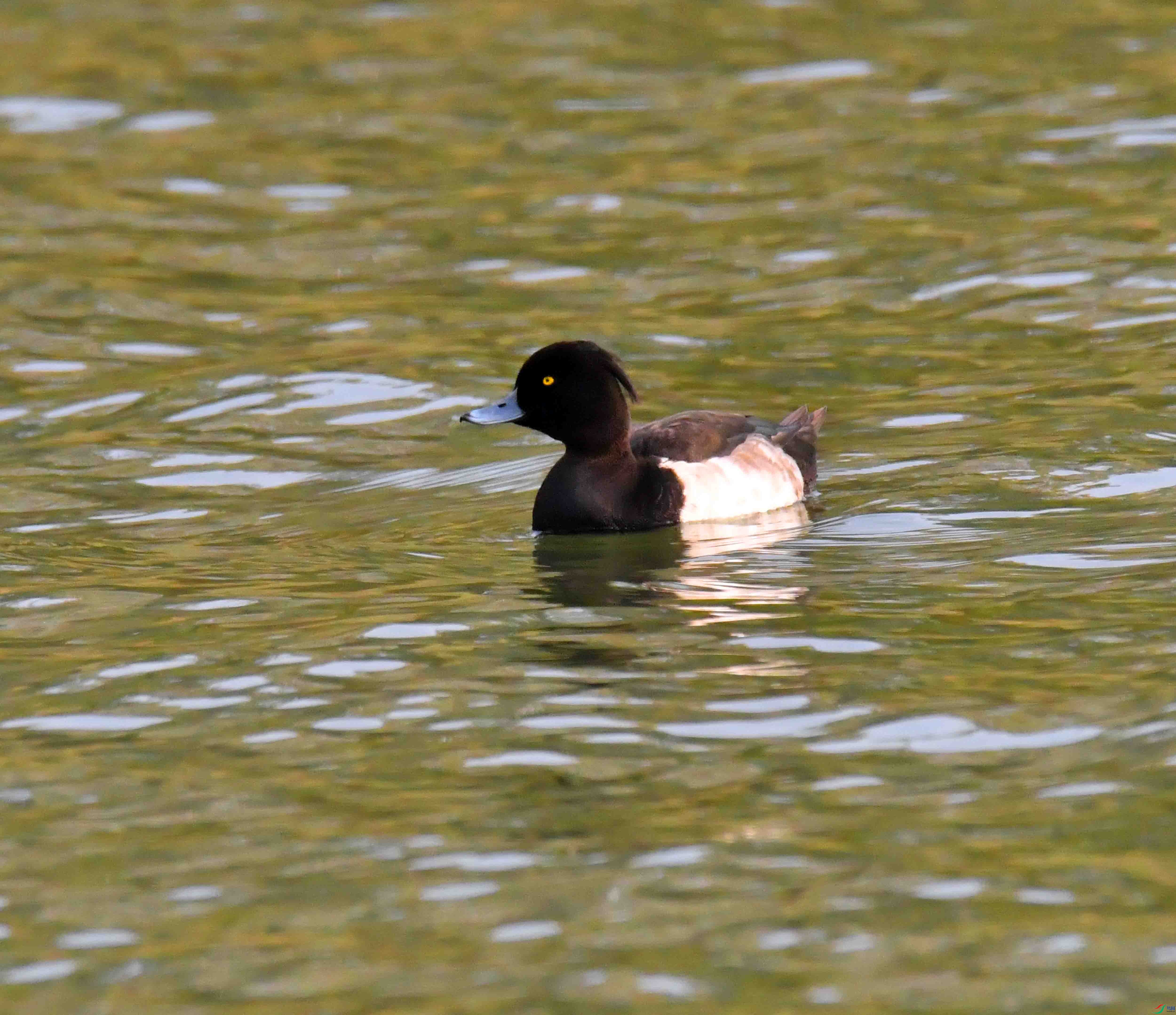 DSC_2855.JPG
