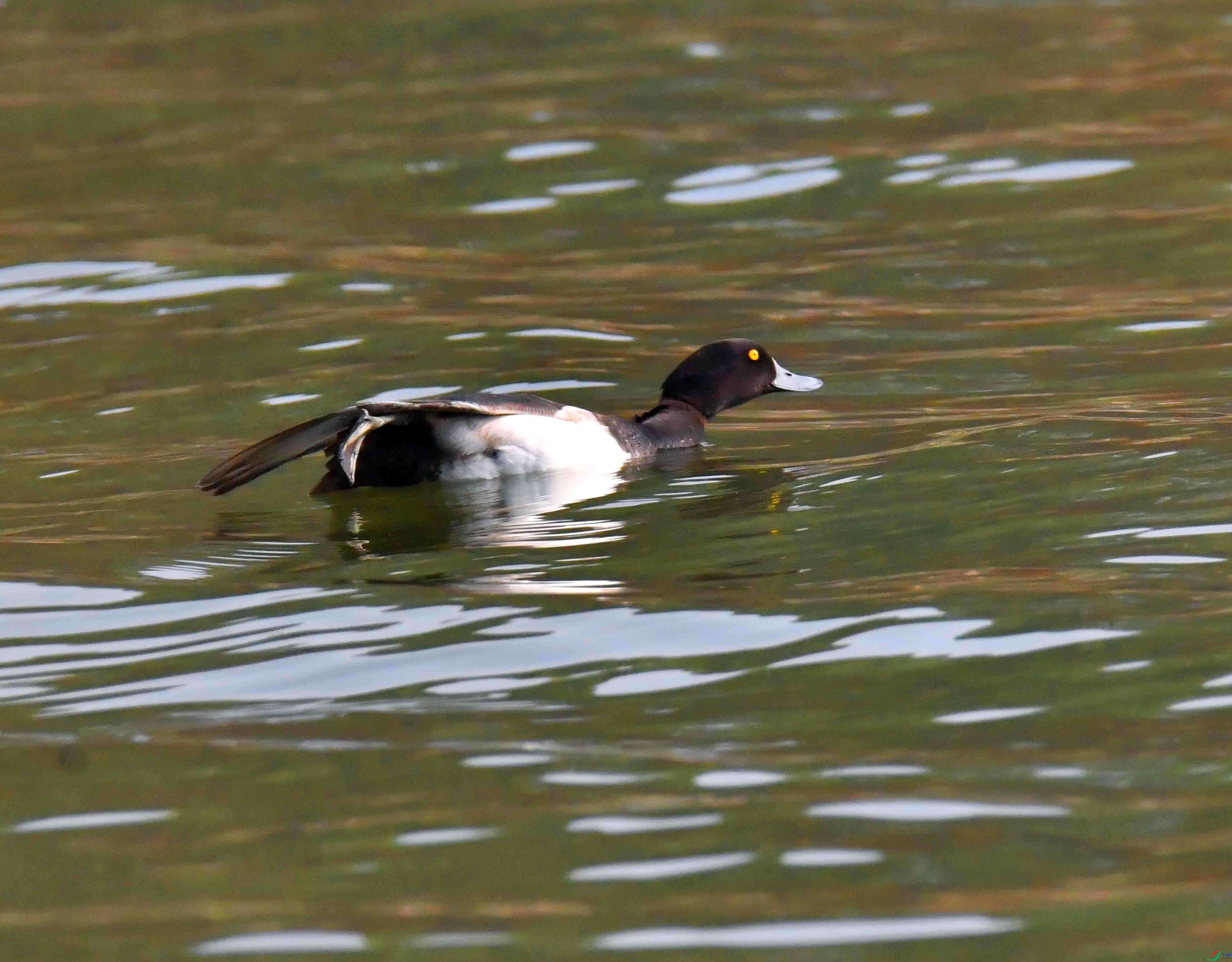 DSC_2867.JPG