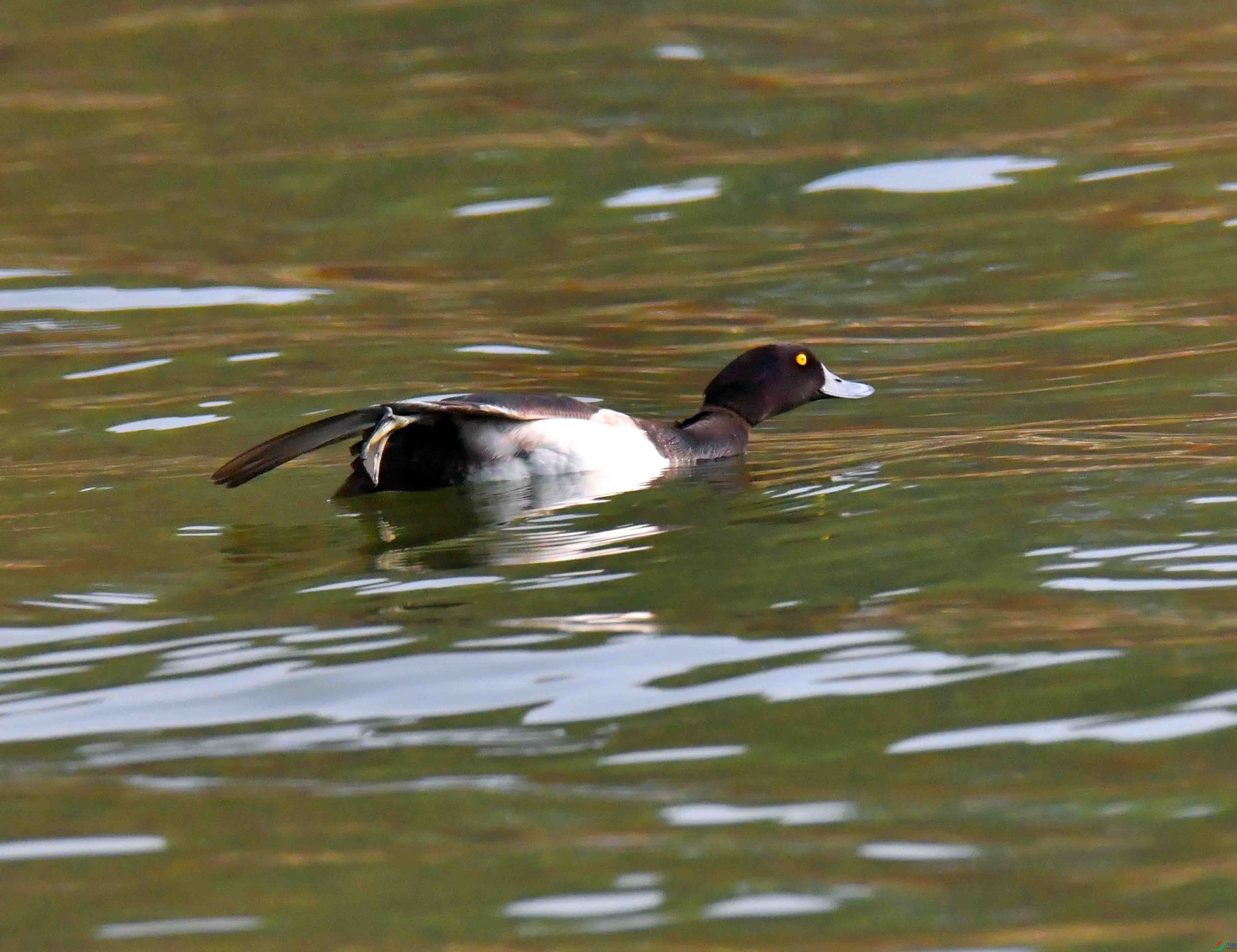 DSC_2868.JPG