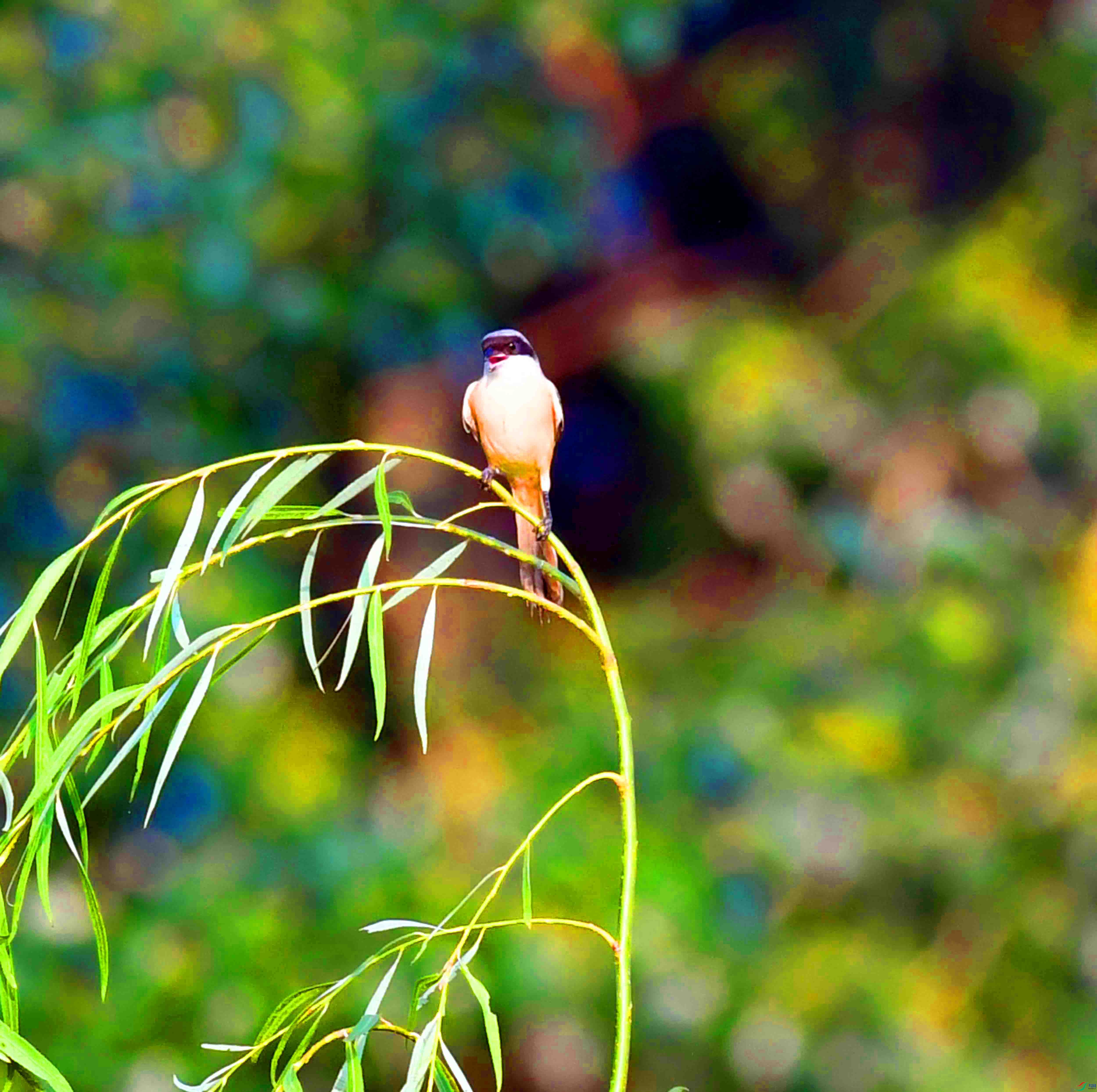 DSC_0171.JPG