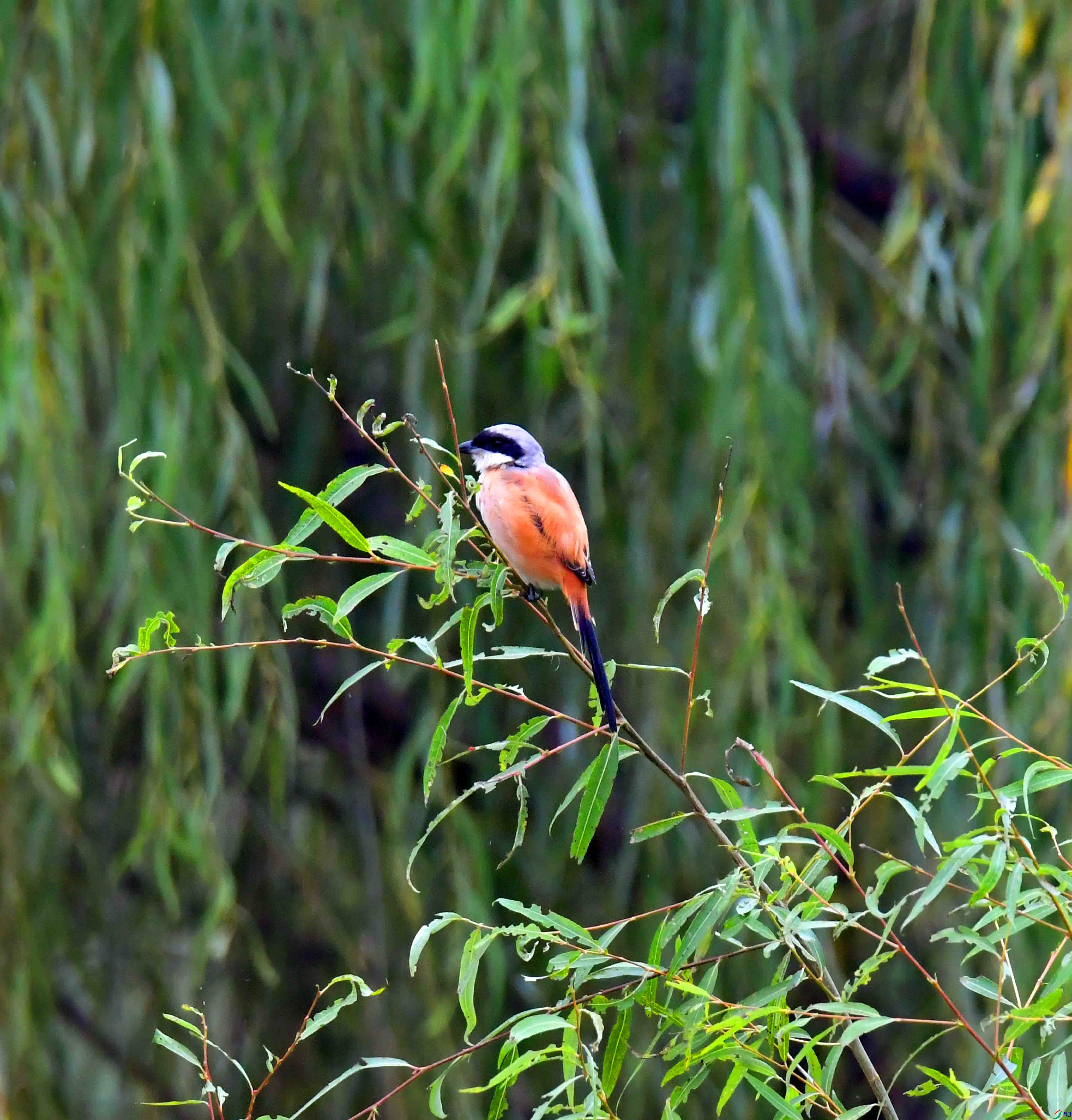 DSC_1213.JPG