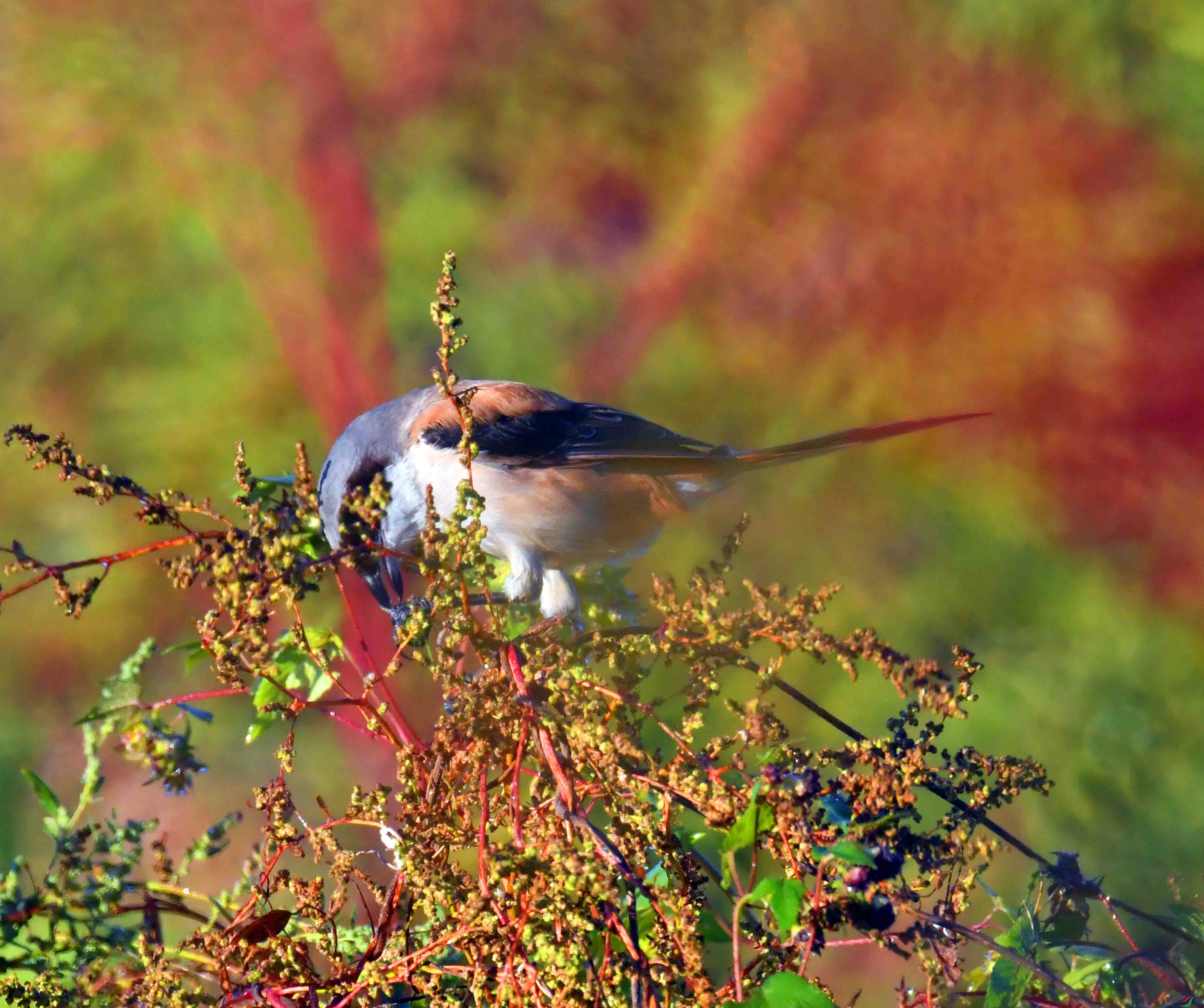 DSC_5494.JPG