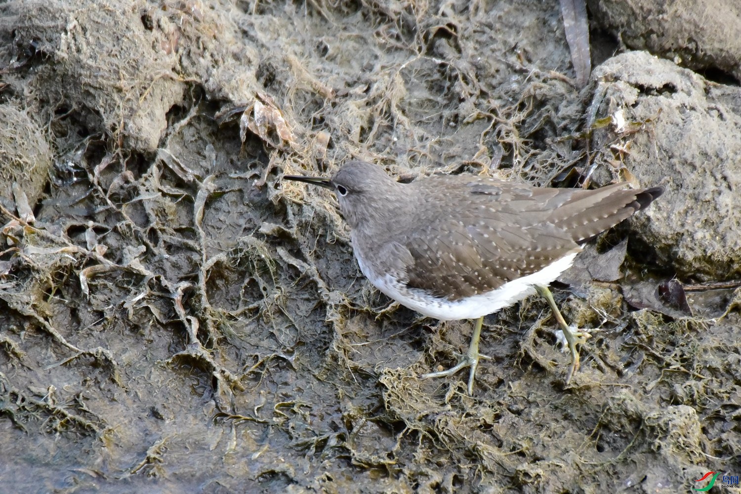 DSC_4422.JPG
