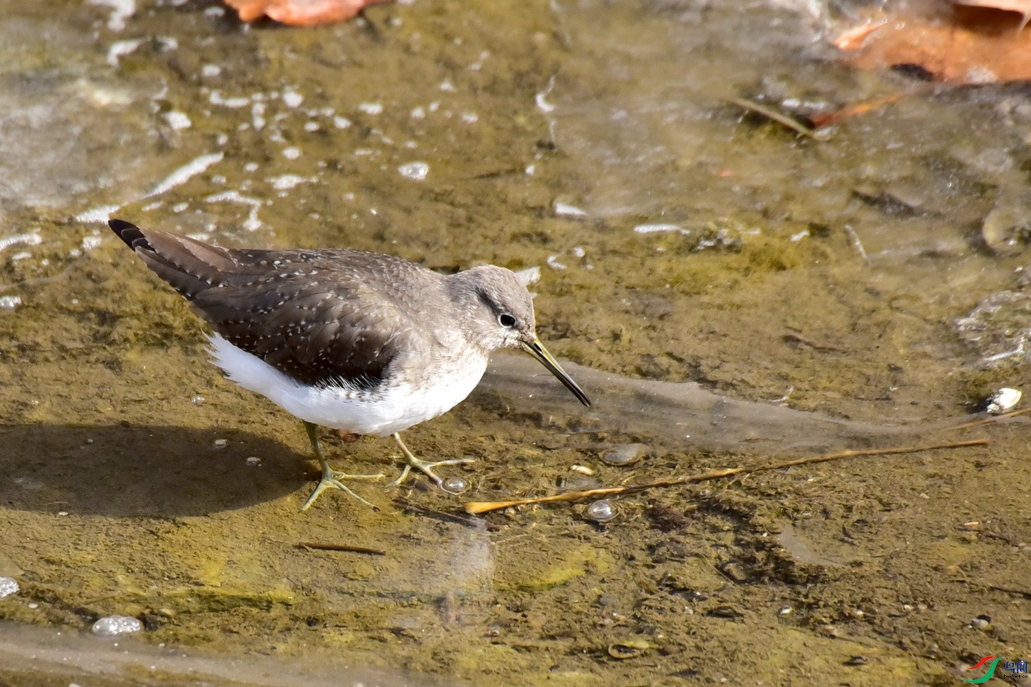 DSC_4019.JPG