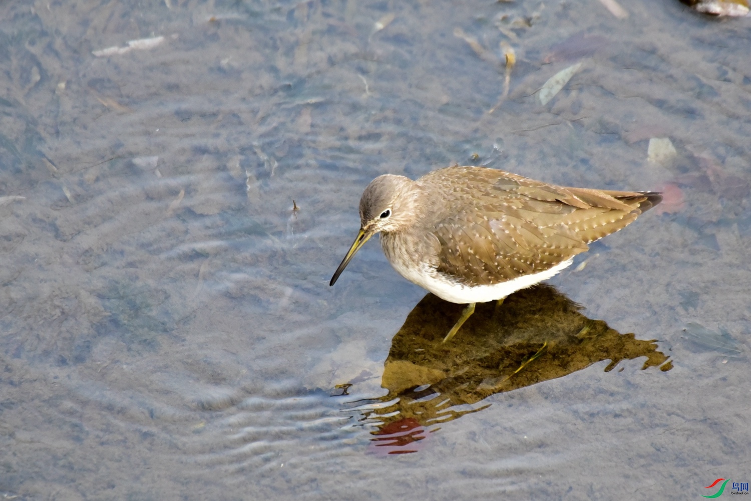 DSC_4322.JPG