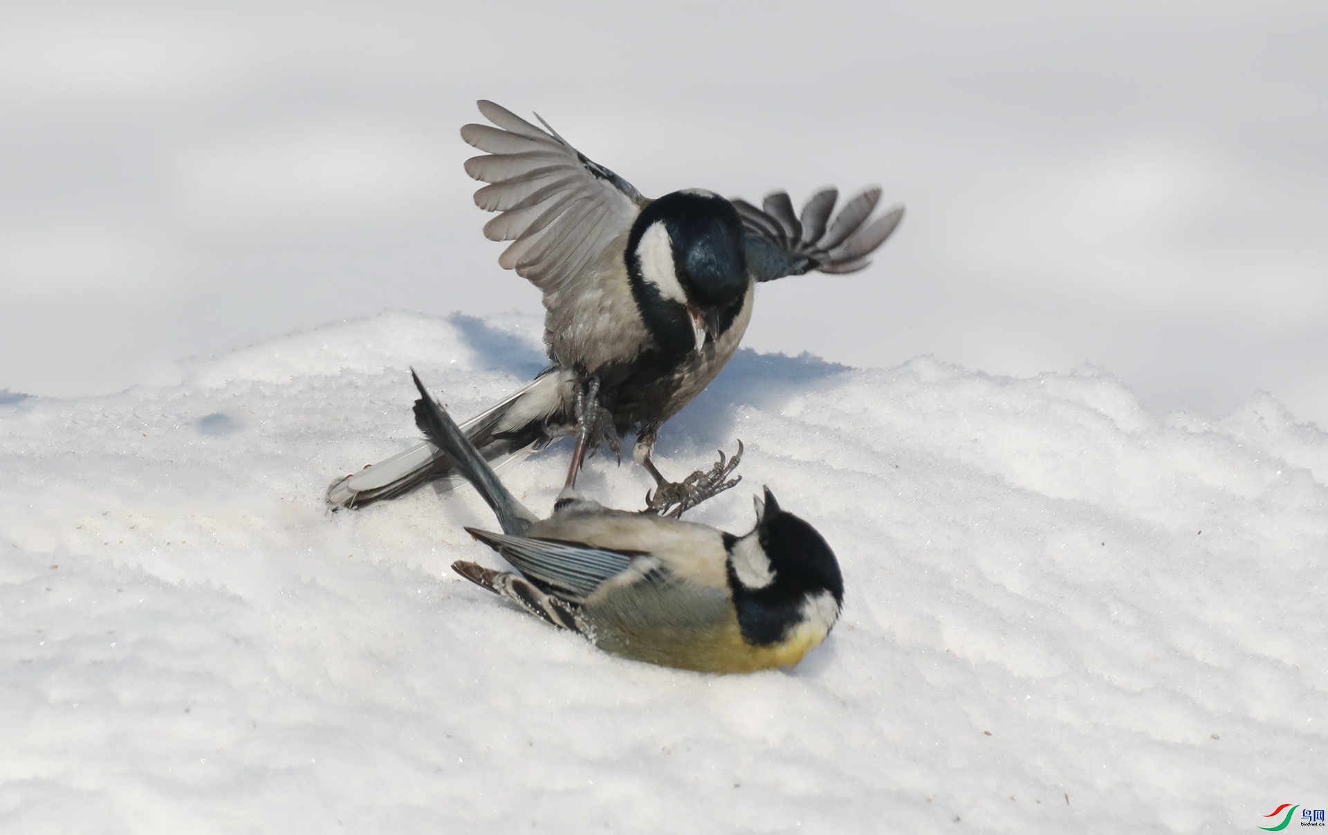 9G8A1005 ����.jpg