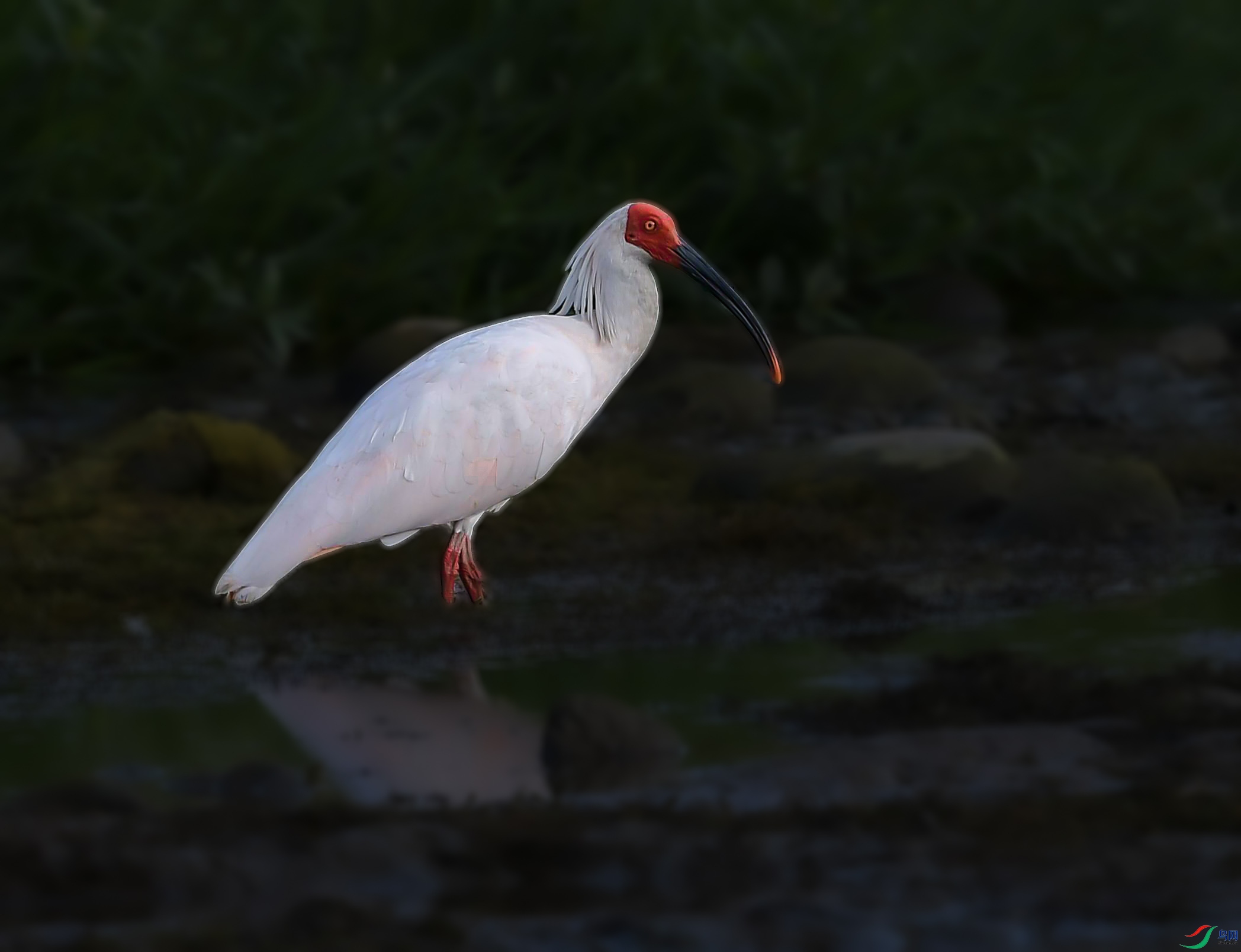 DSC_1516--���q.jpg