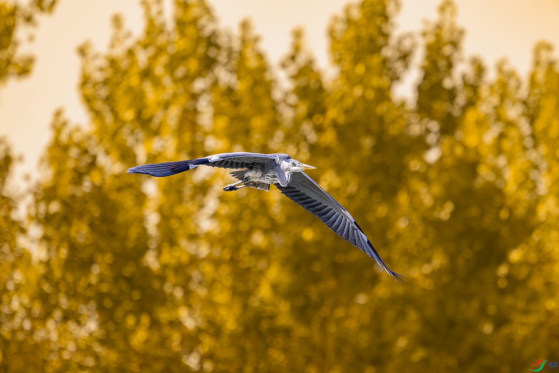 _DSC9320bb22.jpg
