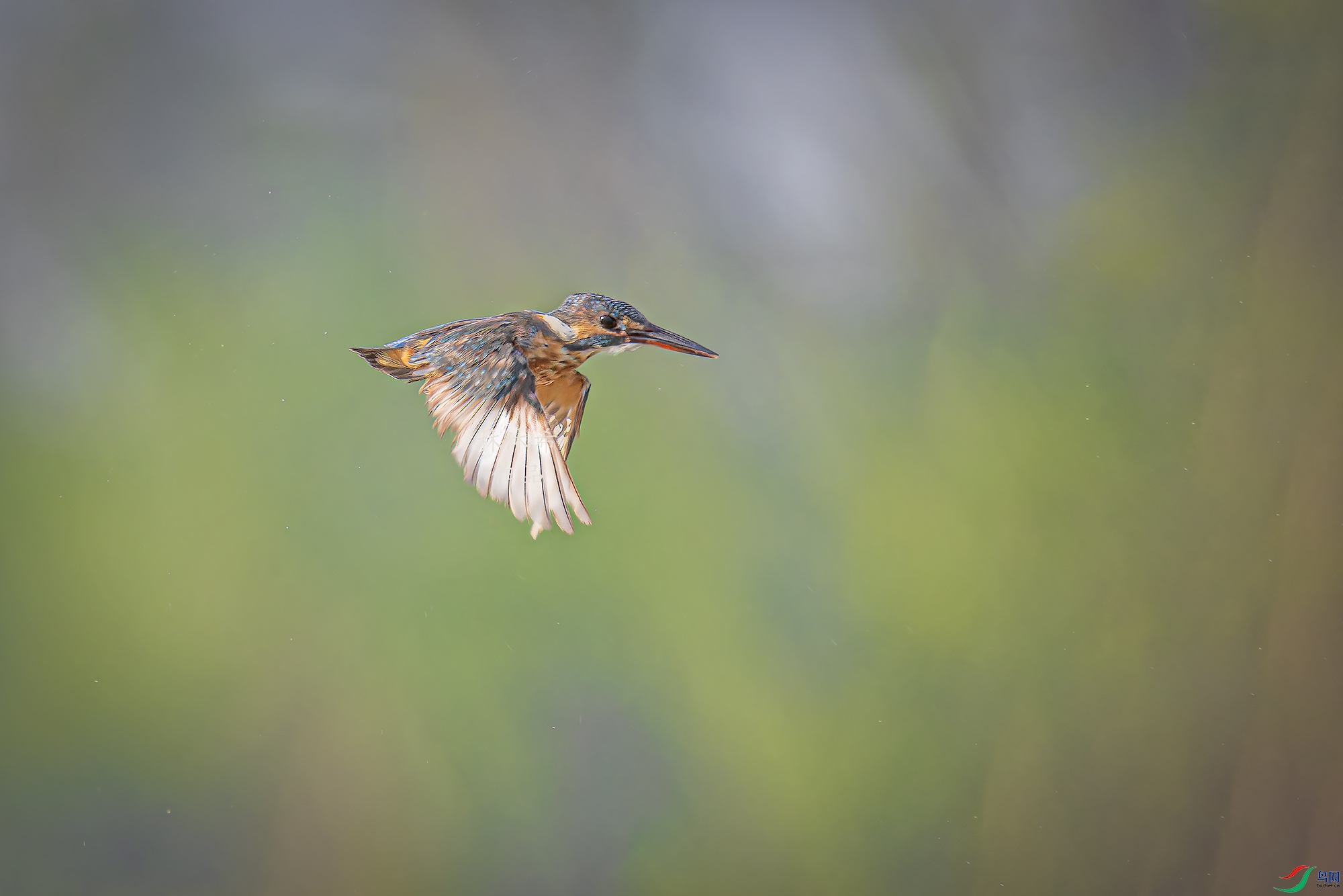 _97A7476-CR3 copy.jpg