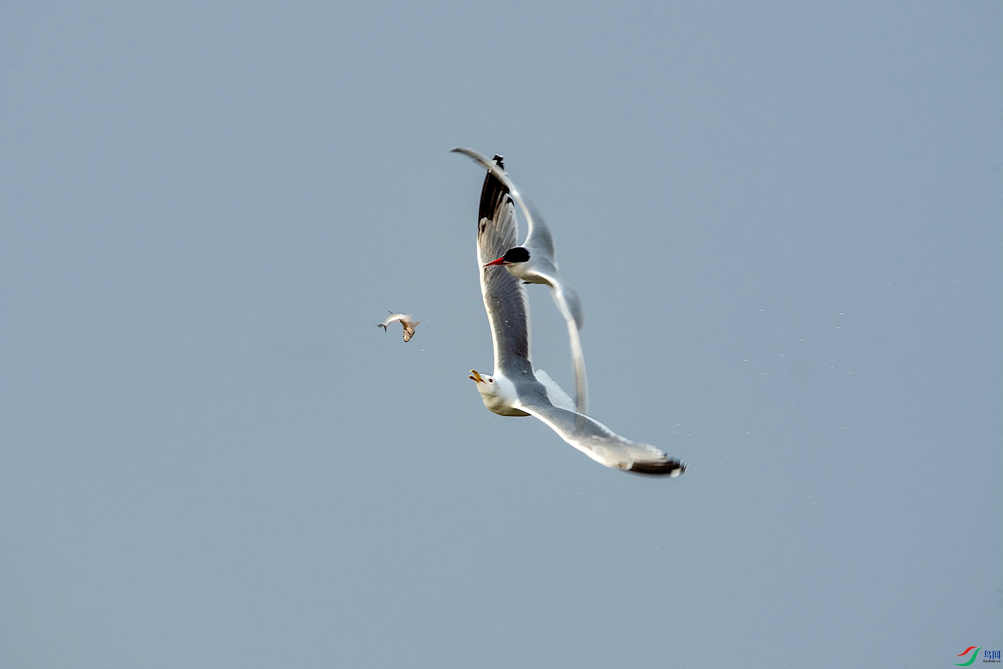 _DSC7265.jpg
