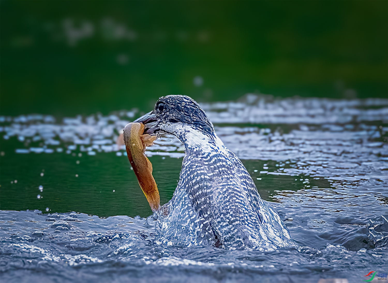 1J4A5335 ����a.jpg