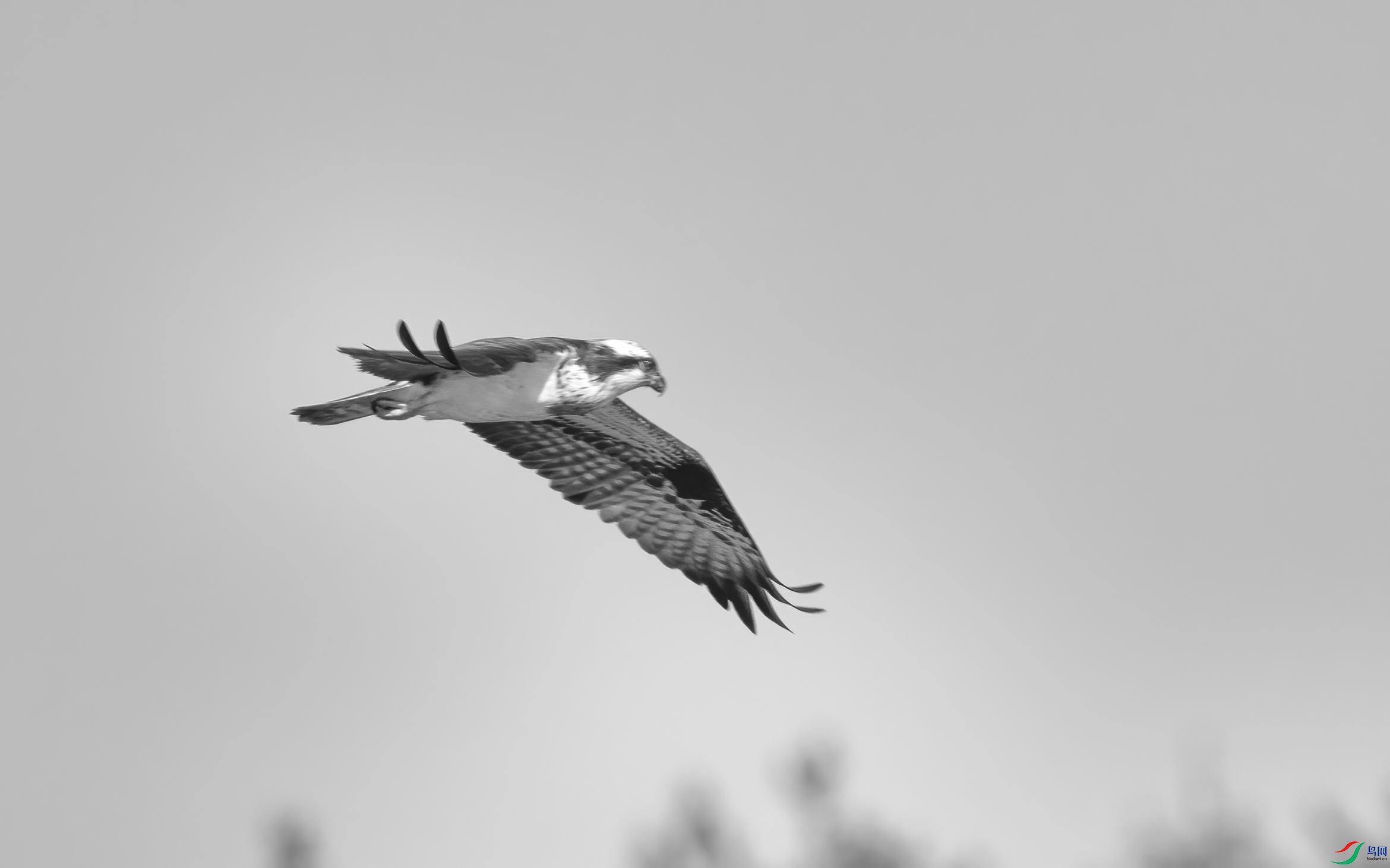 DSC07946 ����.jpg