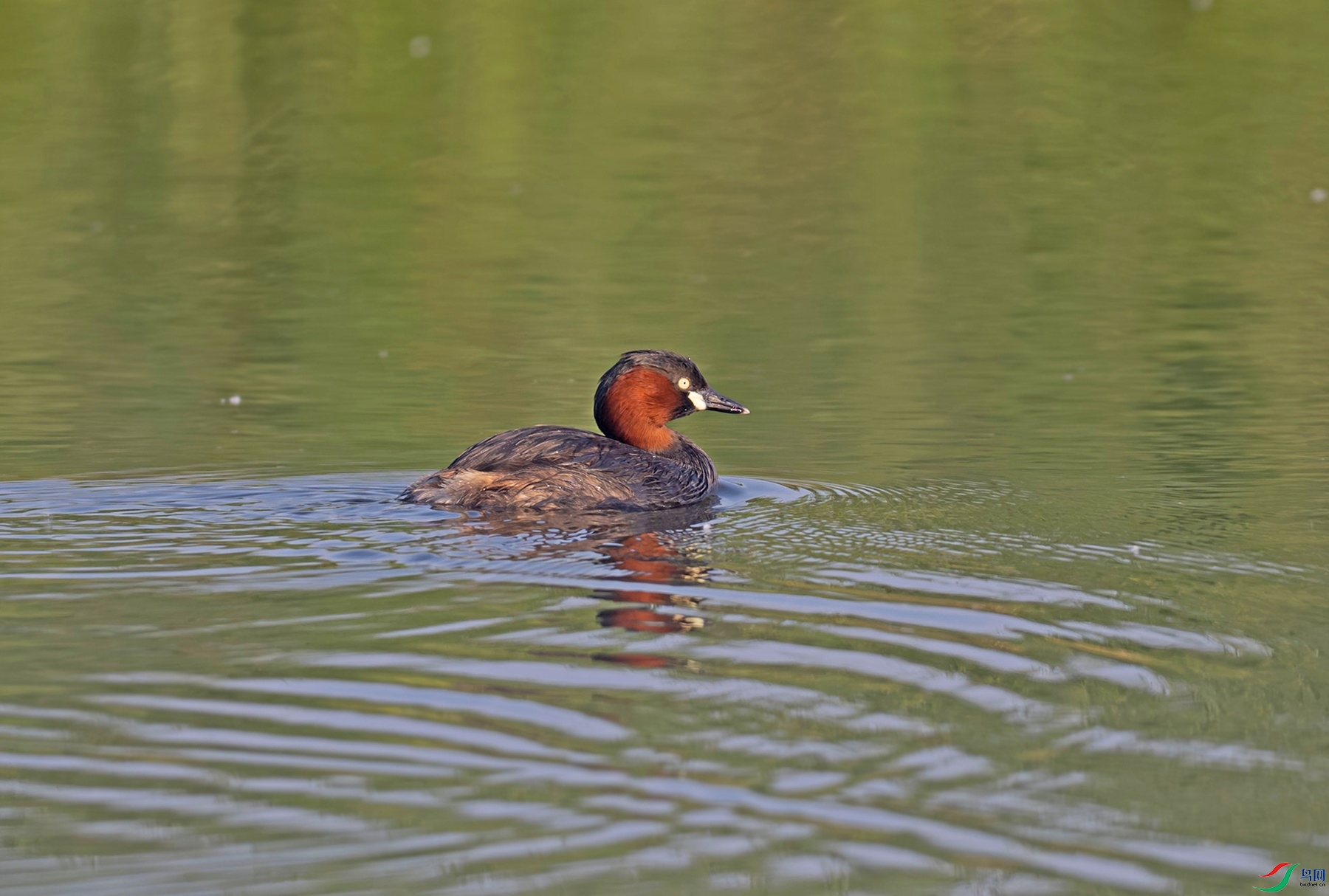 _DSC7414f.jpg