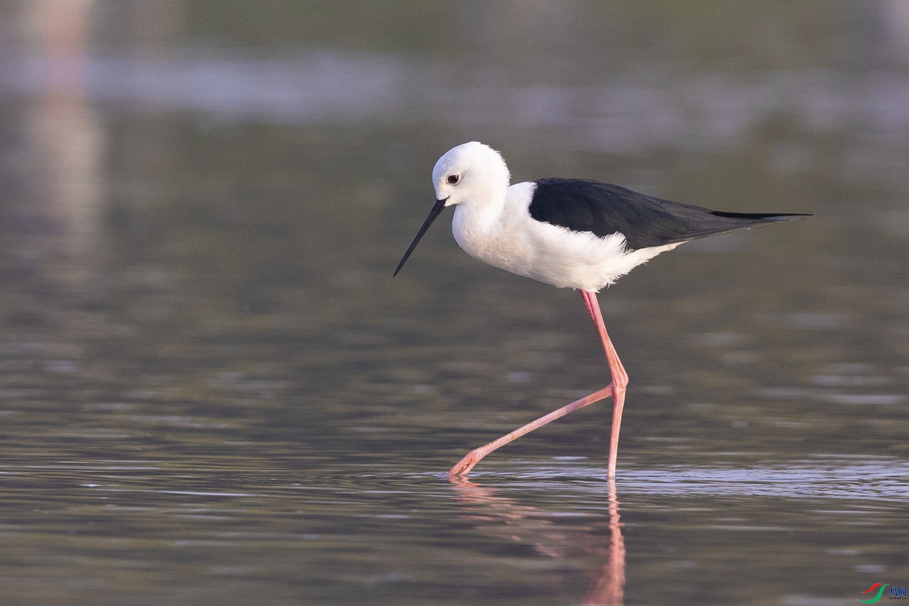 �ڳ᳤����2