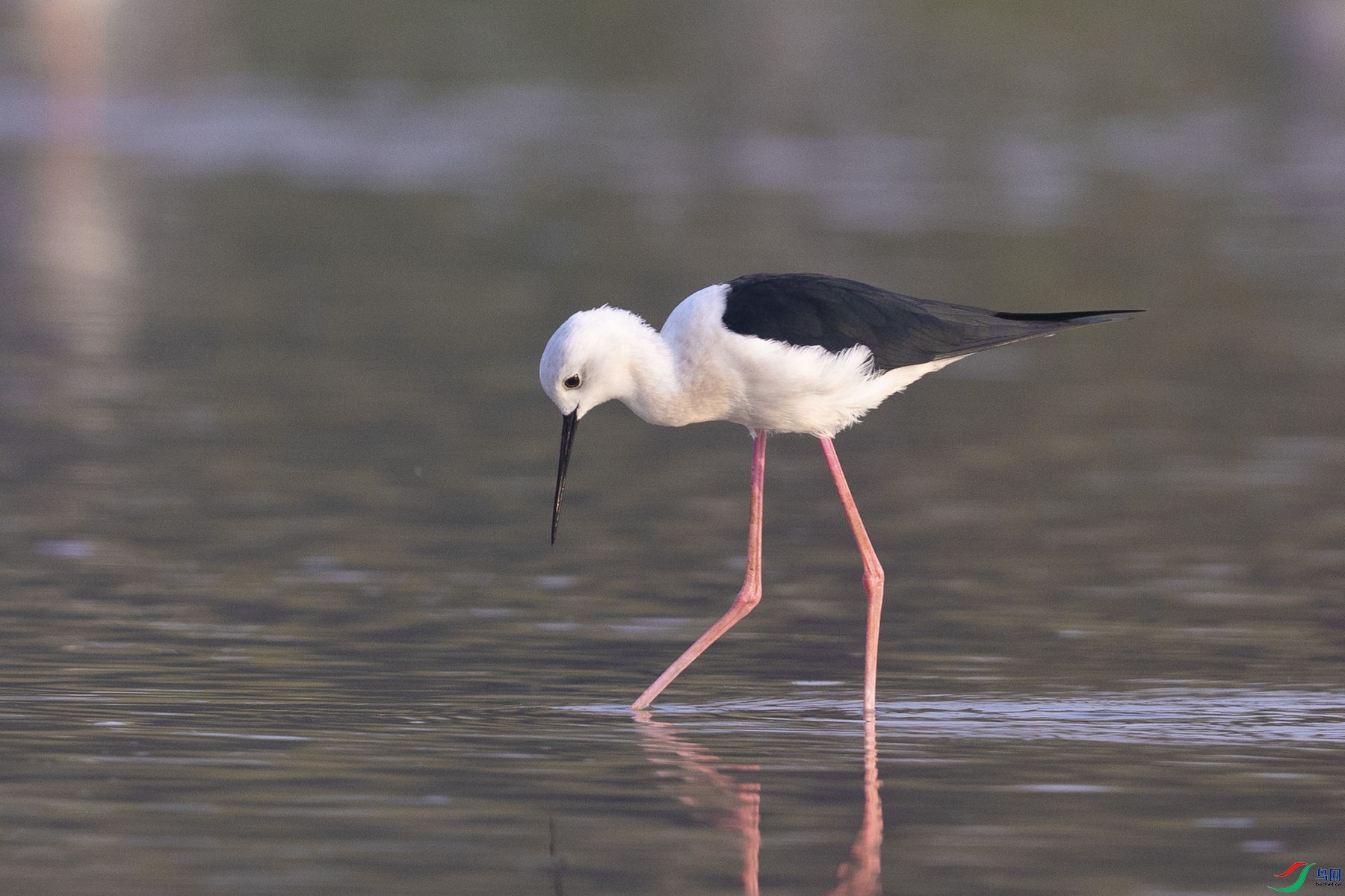 �ڳ᳤����4