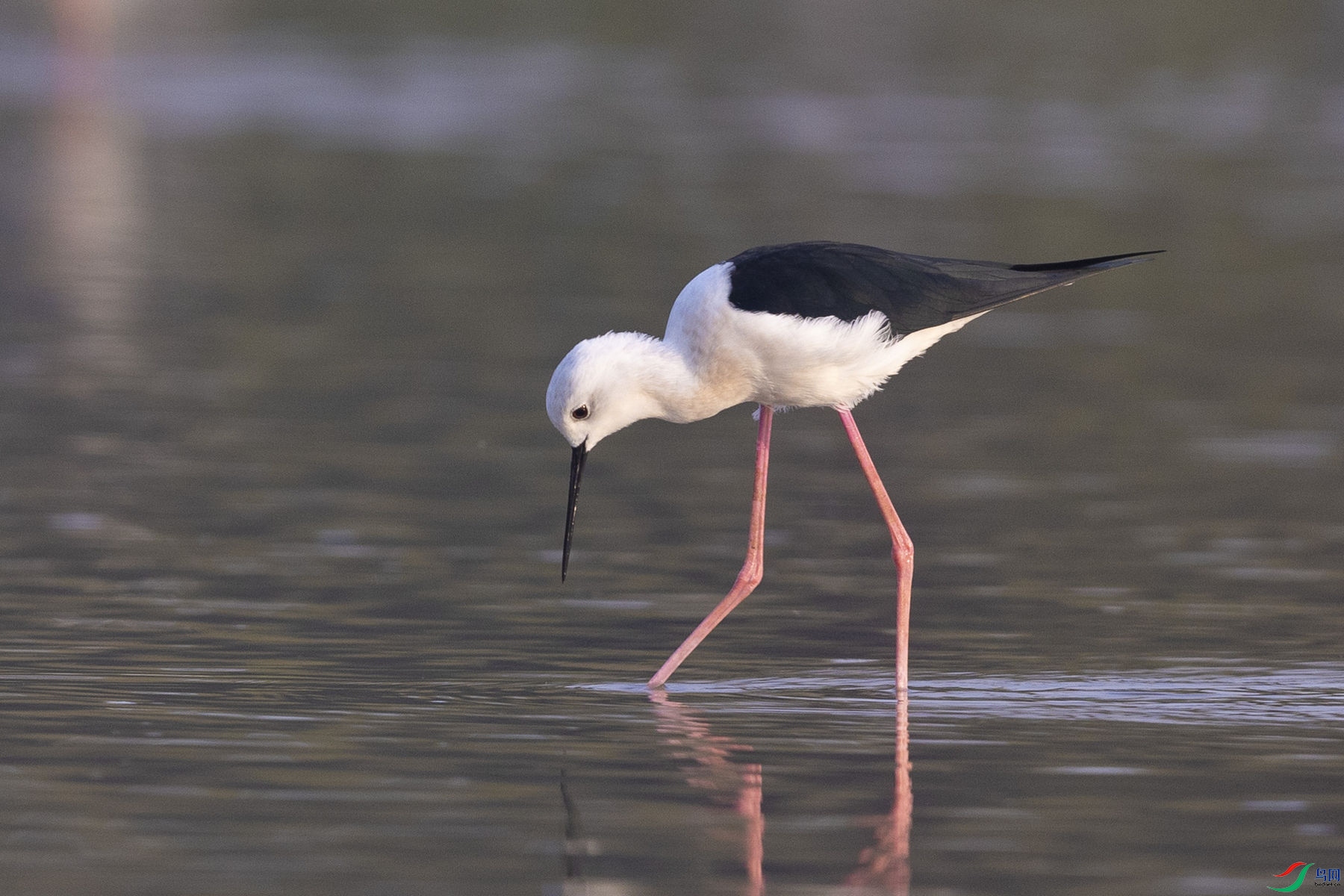 �ڳ᳤����5