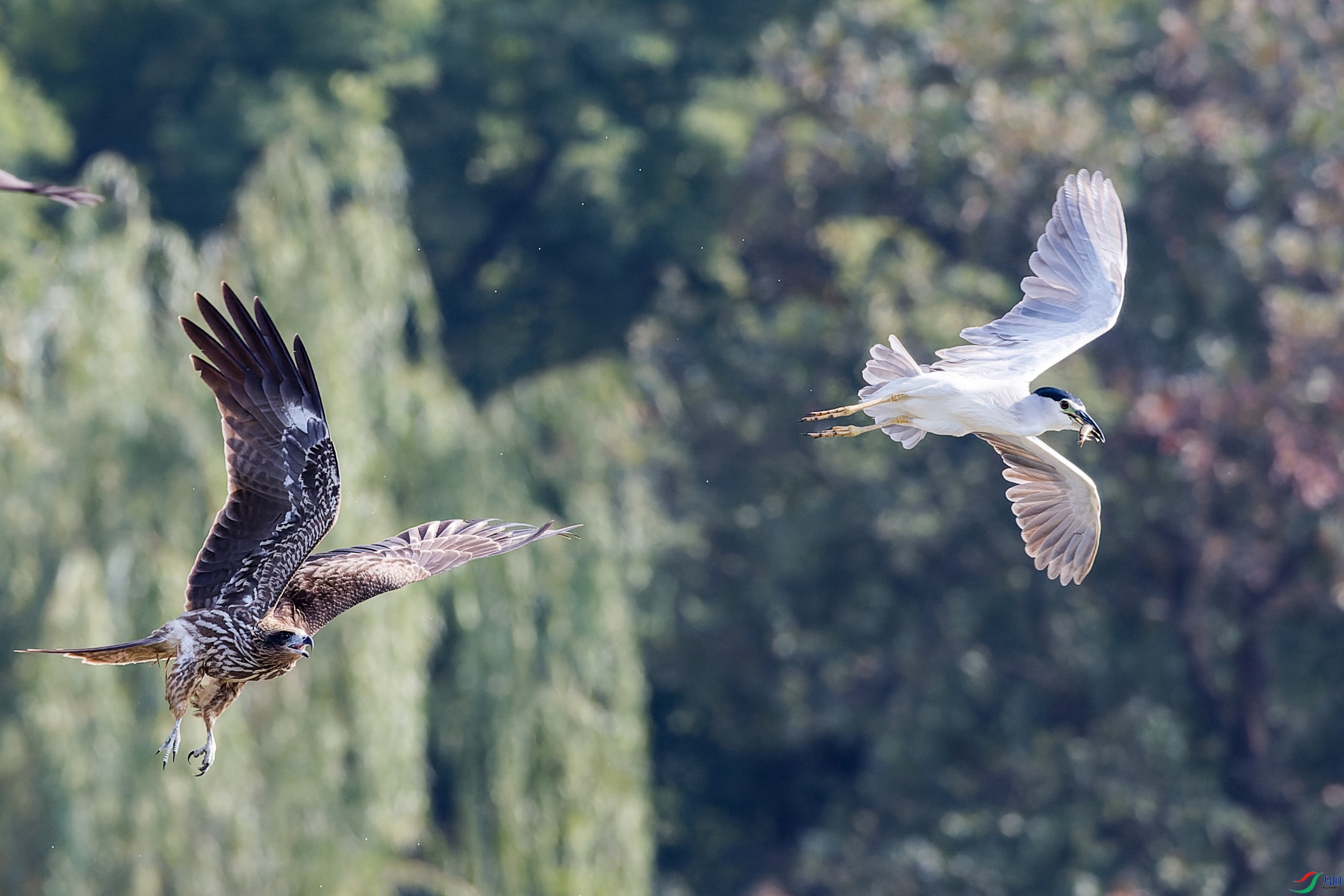 1DX_6080-CR2_DxO_DeepPRIME-1.jpg