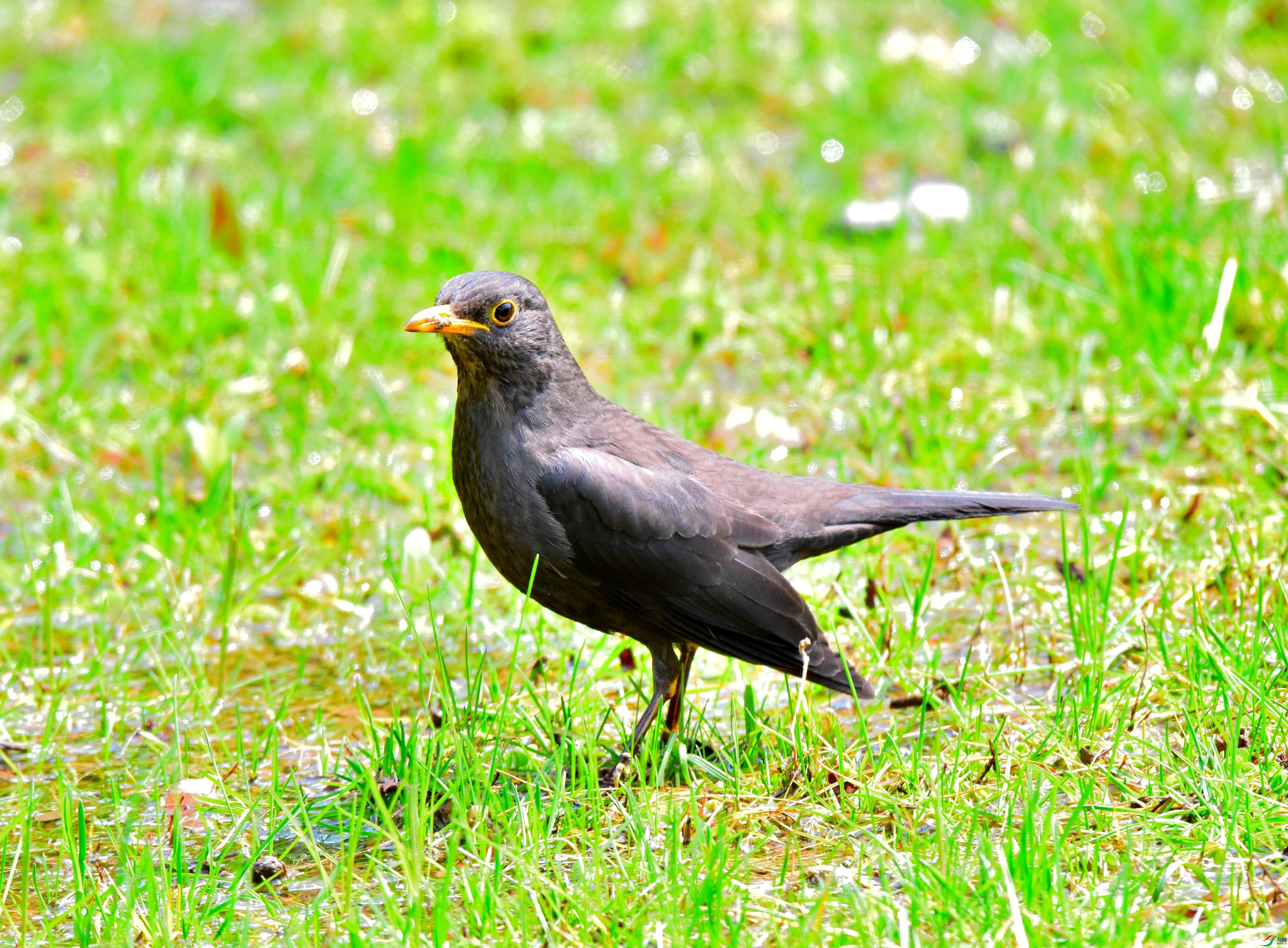 DSC_2464-2020-4-2_01_01.JPG