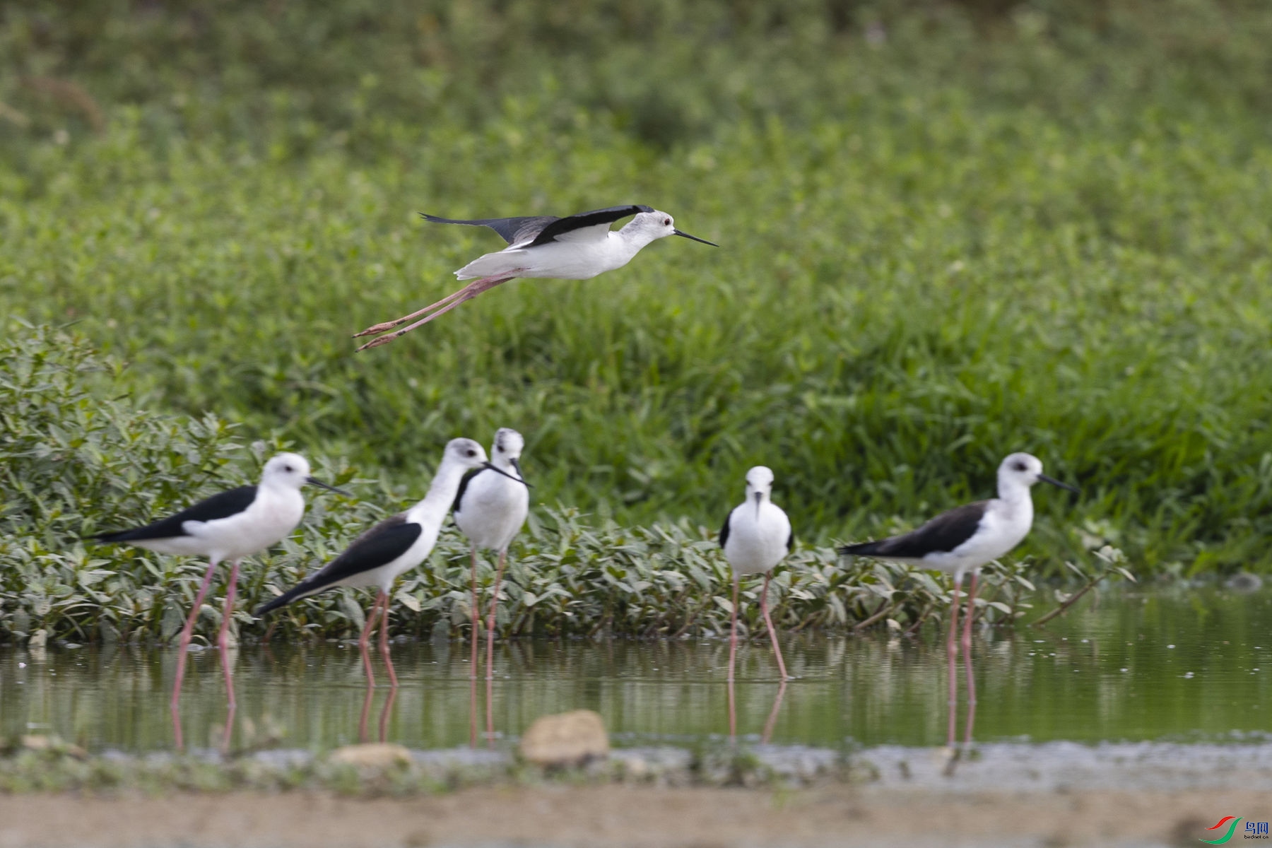 �ڳ᳤����