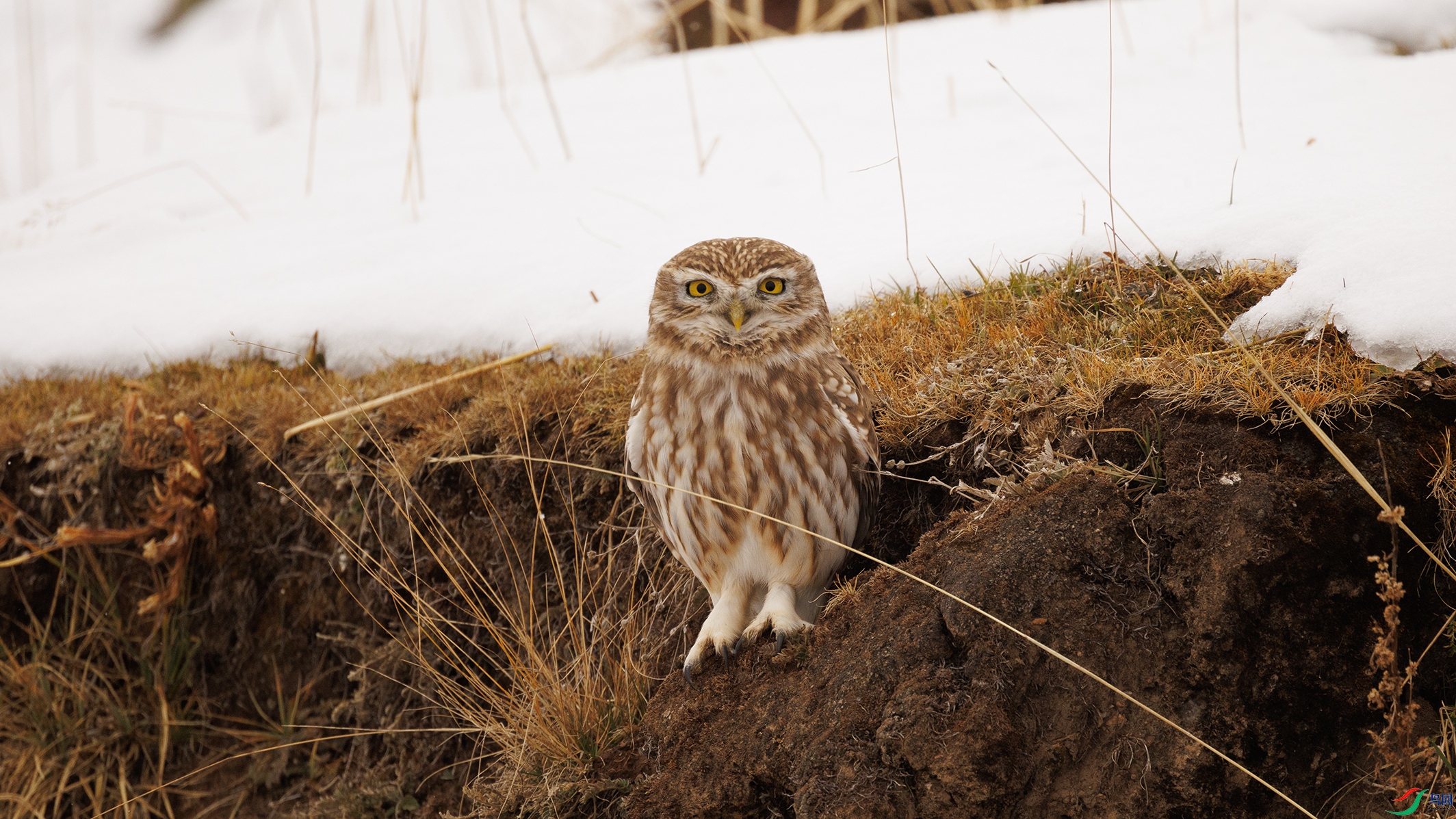 7X5A9619 ����.jpg